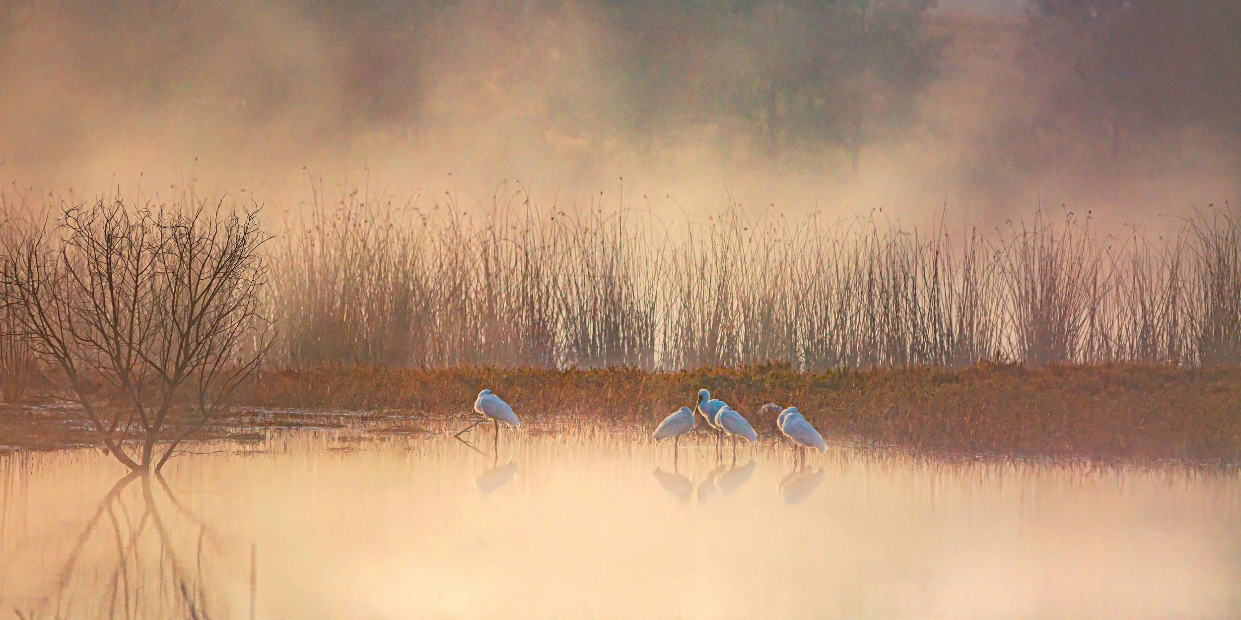 lidell+birds-2.jpg