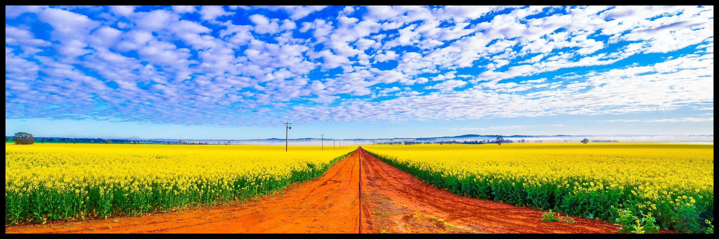 Canola Road