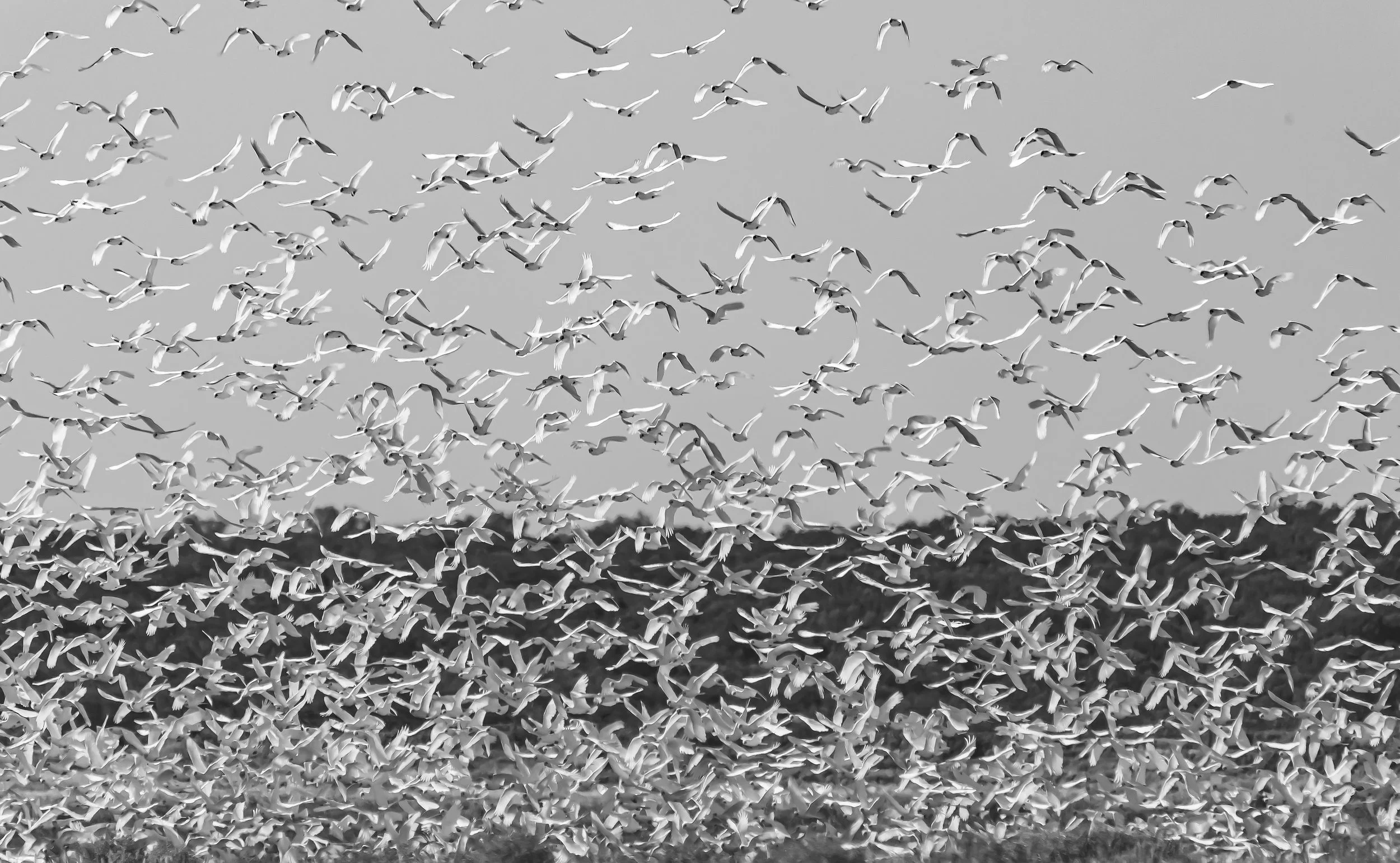 Corella Flock 