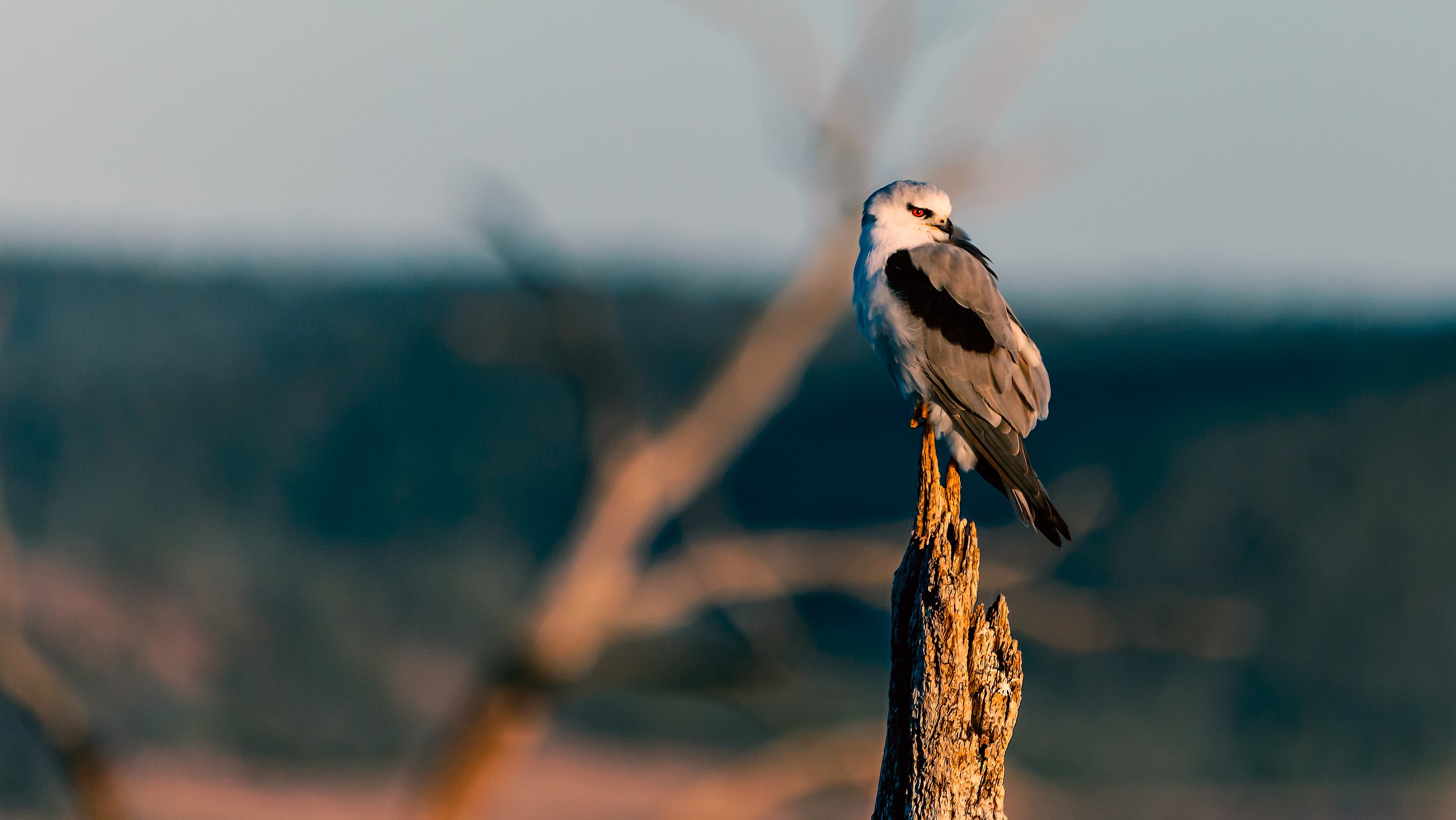 Black-shouldered Kite