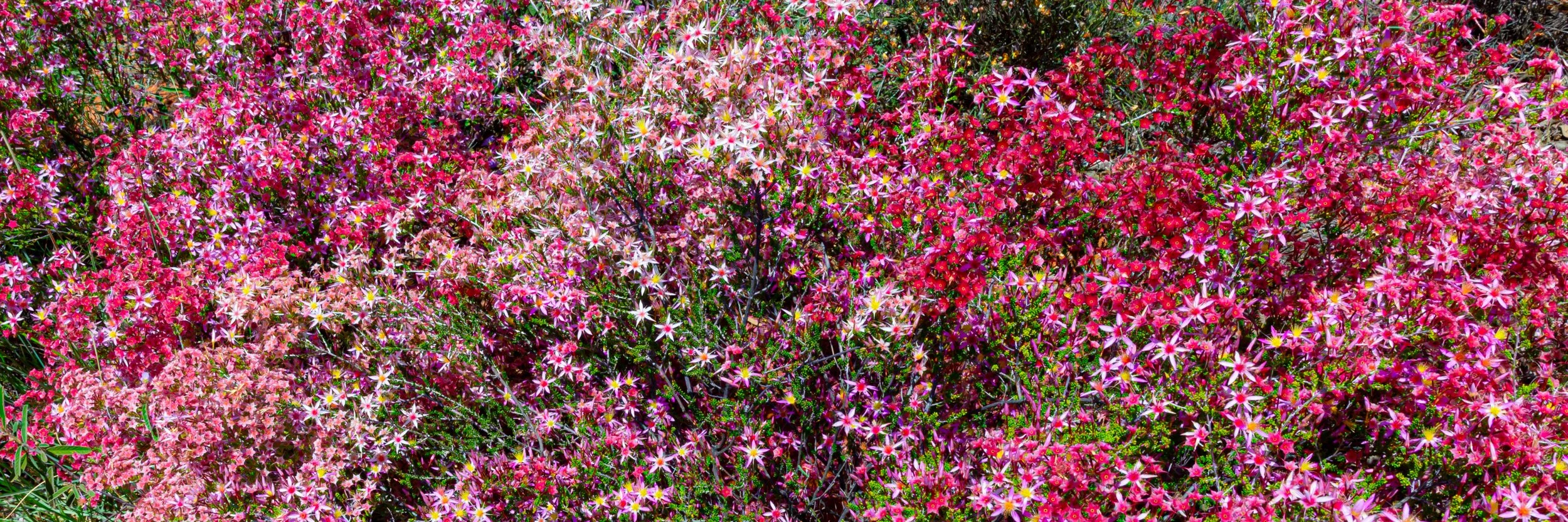 Wildflowers
