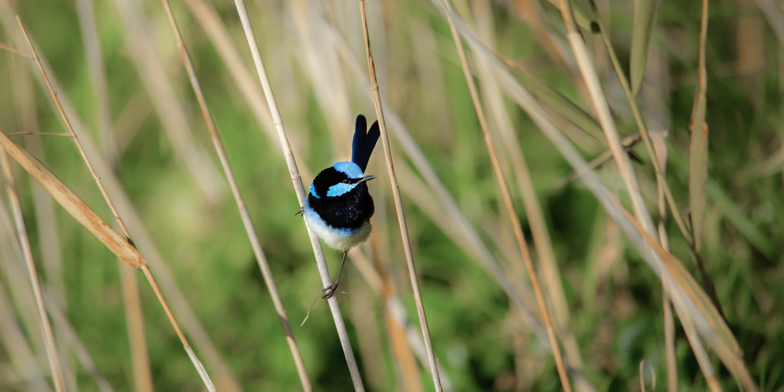 Superb Fairywren