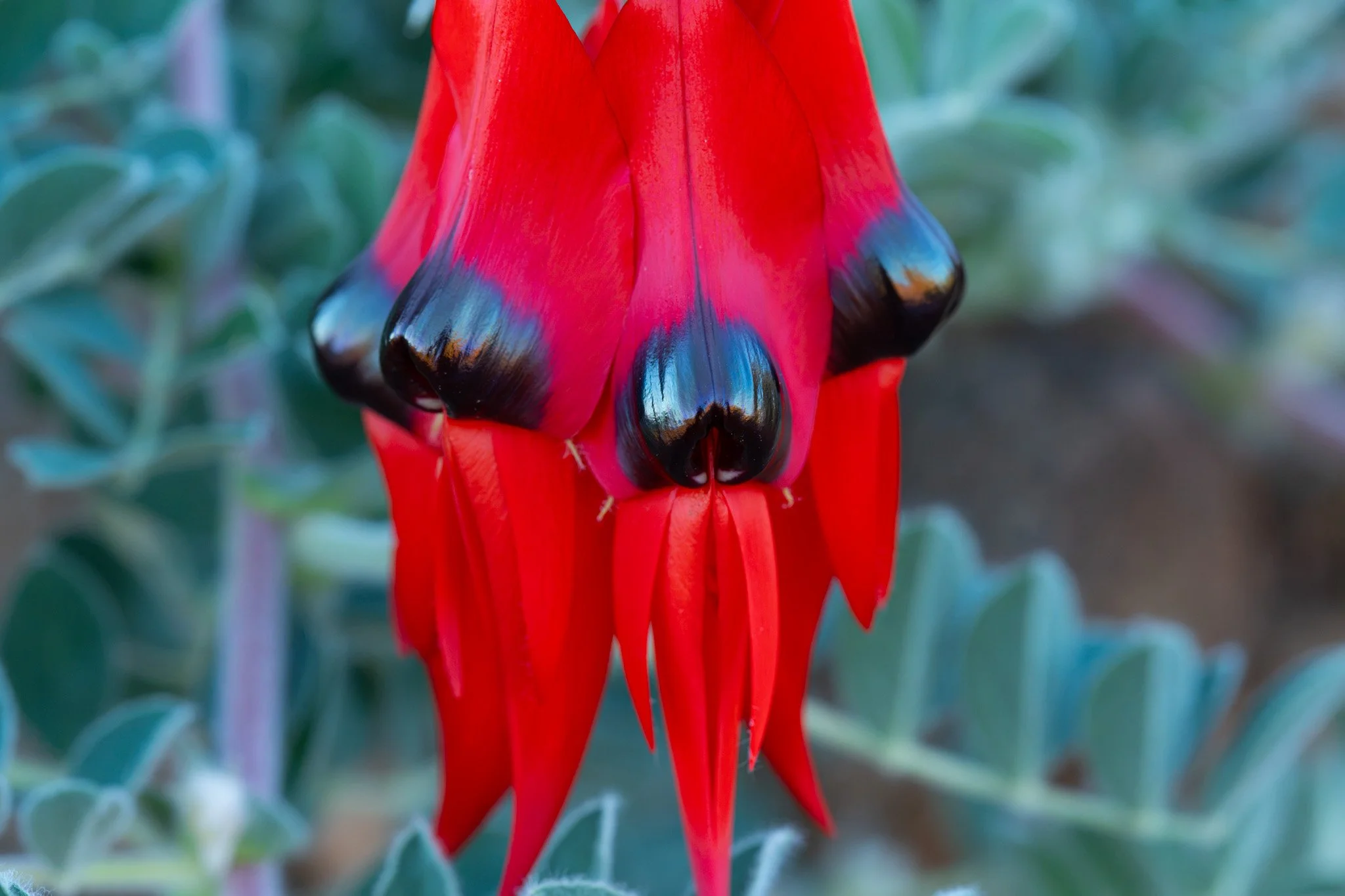 Sturt's Desert Pea