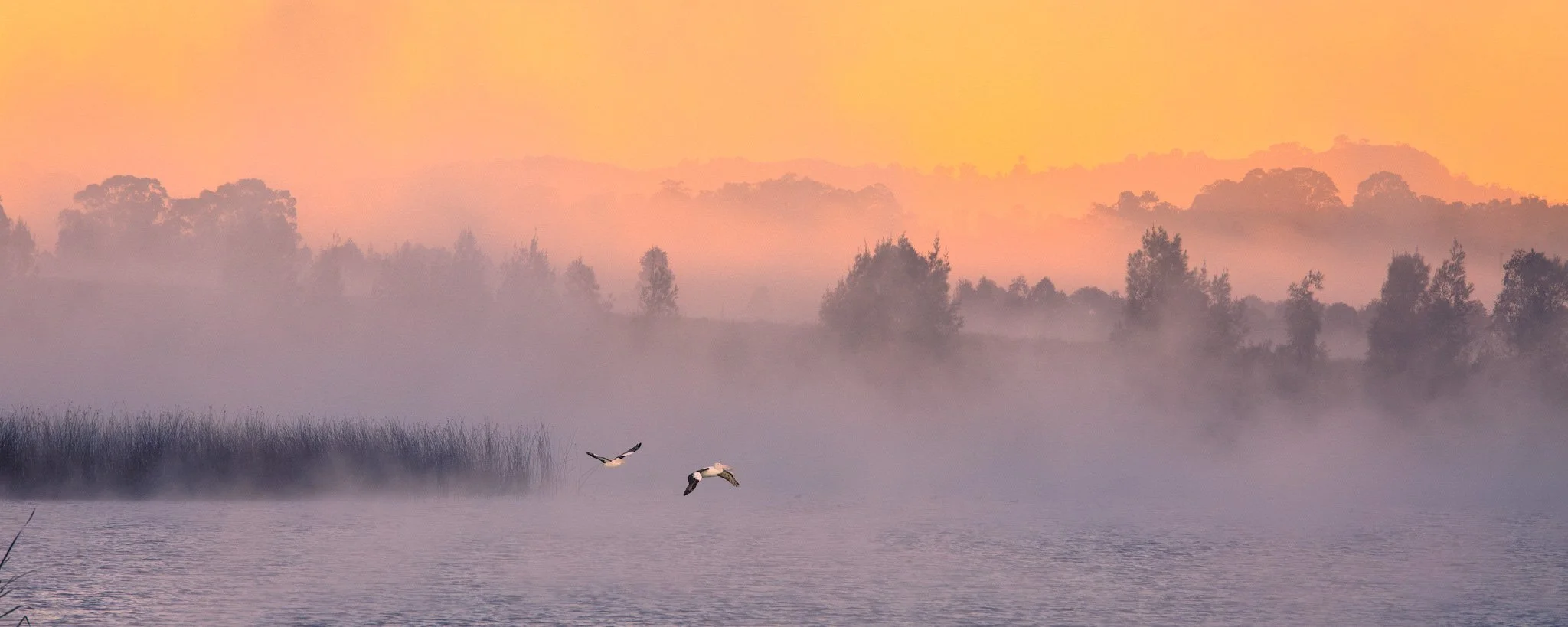 Out of the Fog