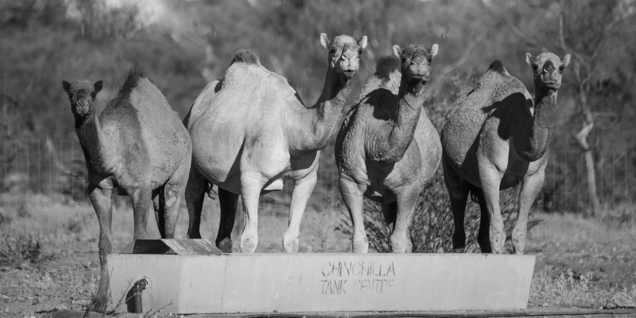 Camel Team