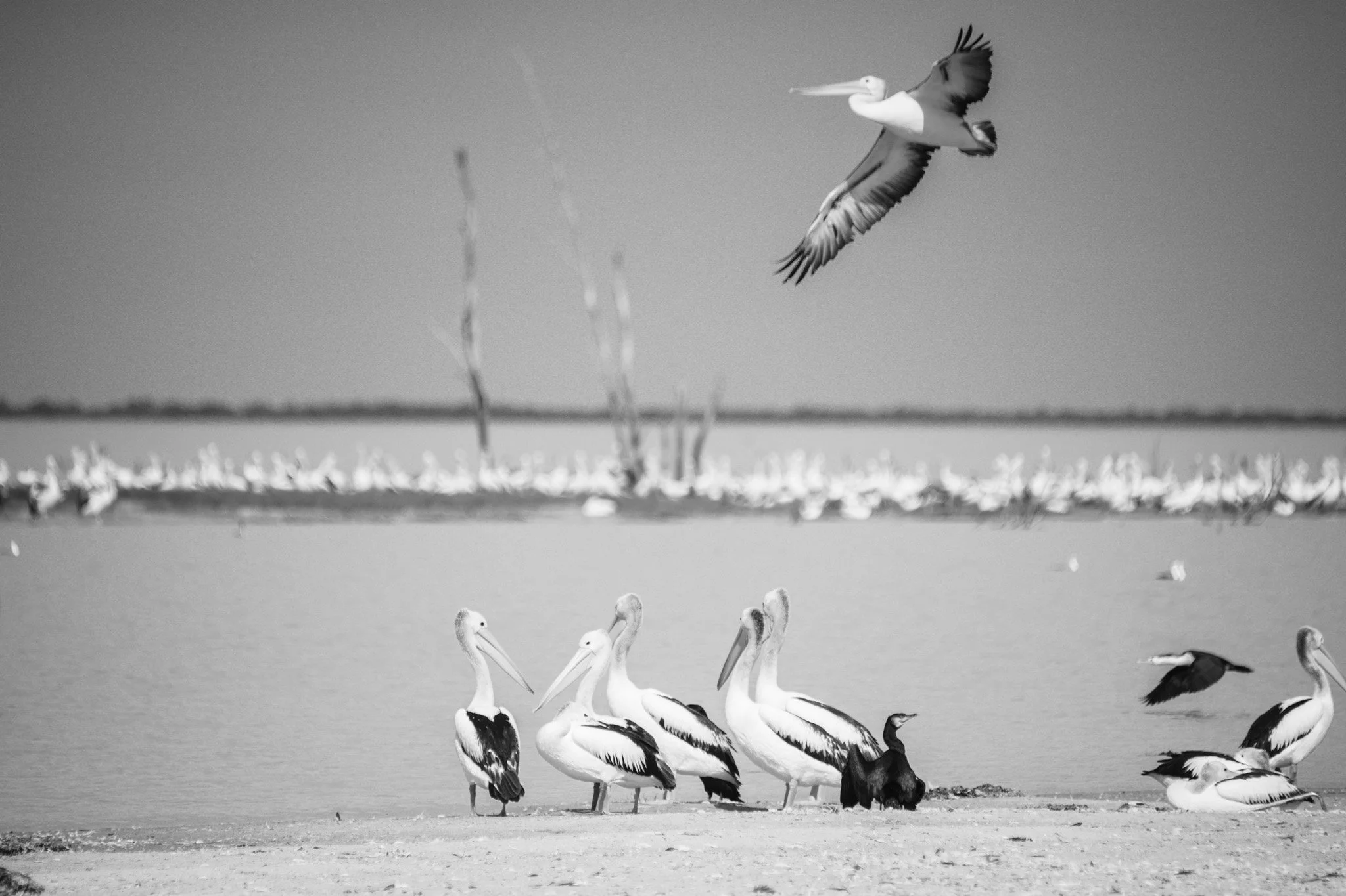 menindee birds.jpg
