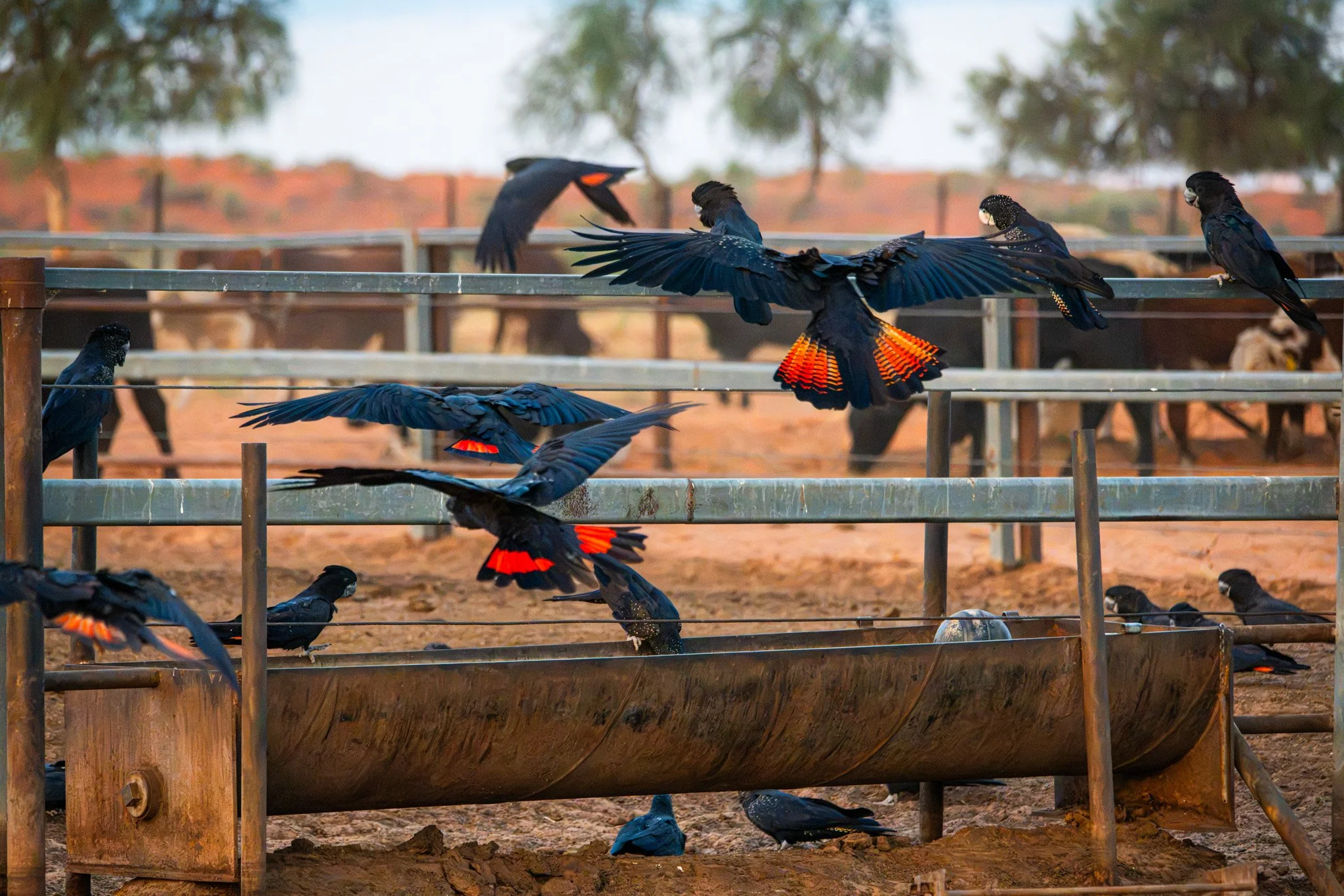 redtailed black cockatoo.jpg