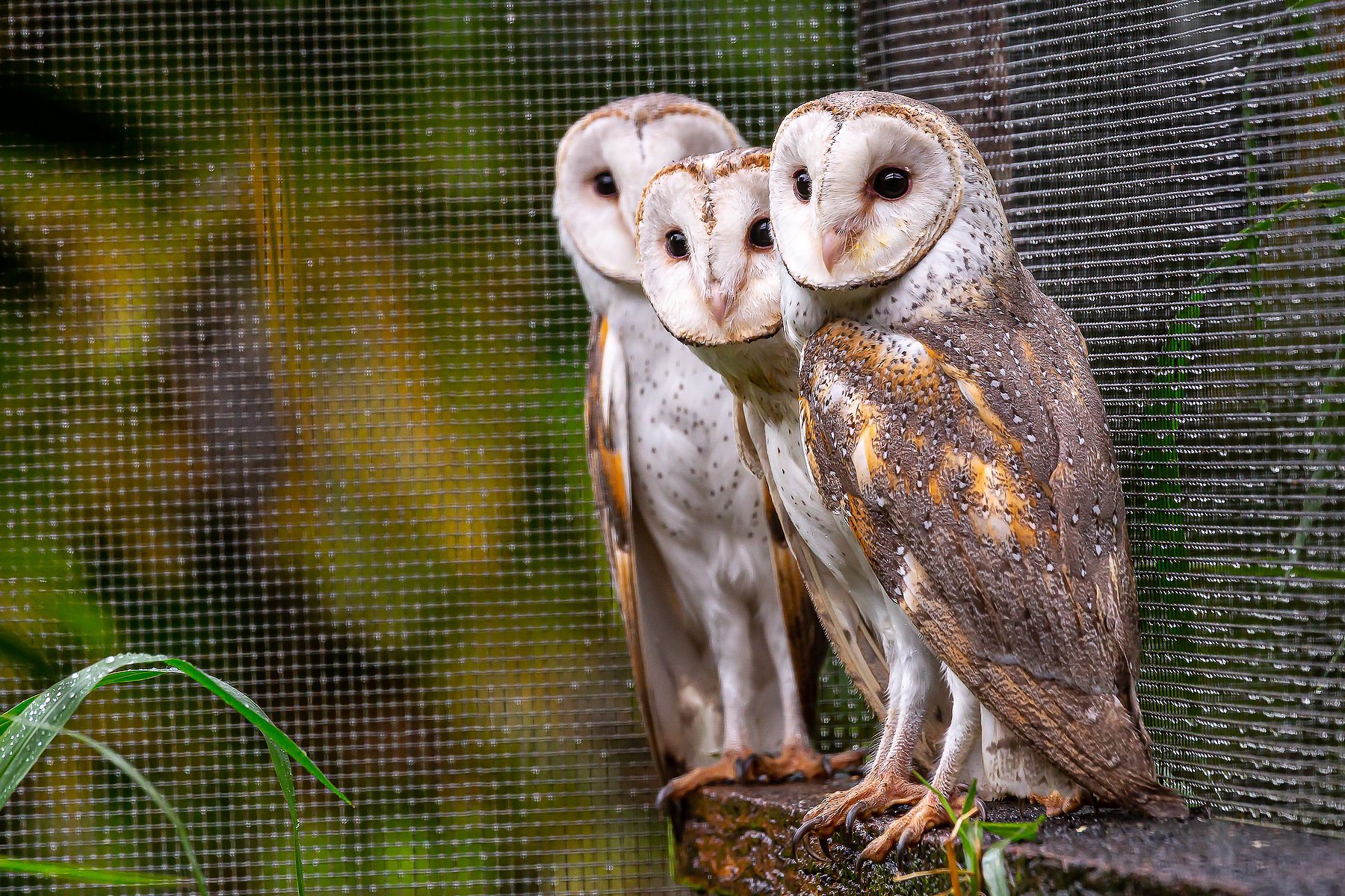 Barn Owls