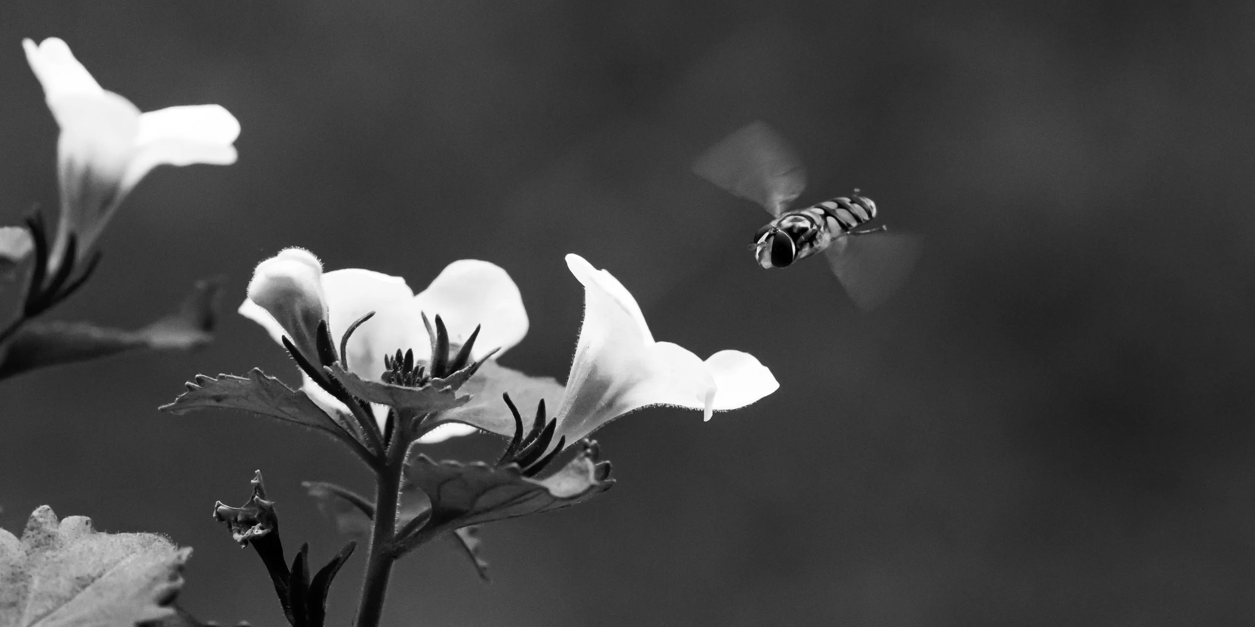 Hover Fly