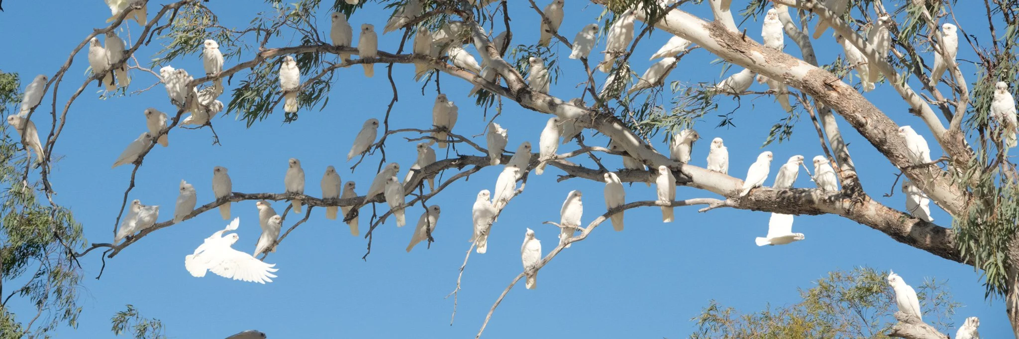 corella meeting.jpg