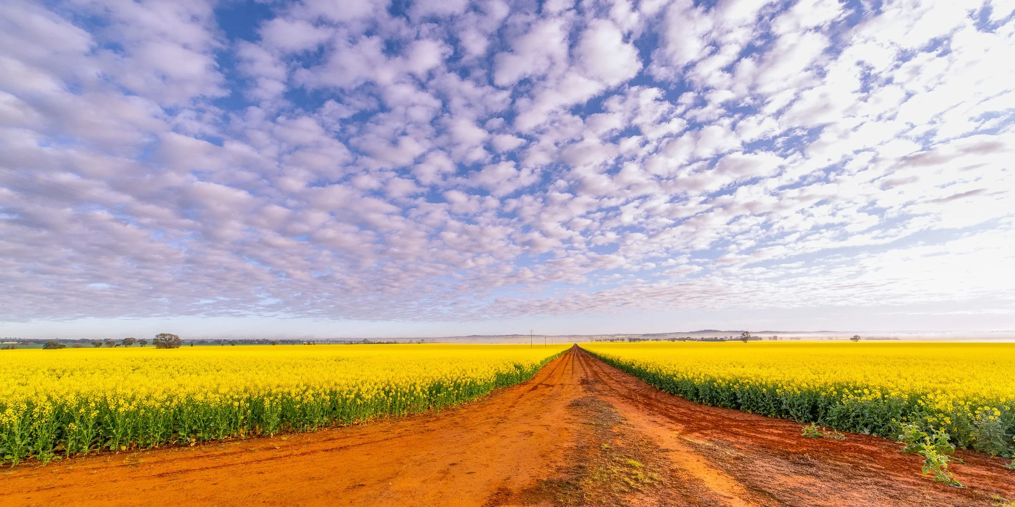 canola field.jpg