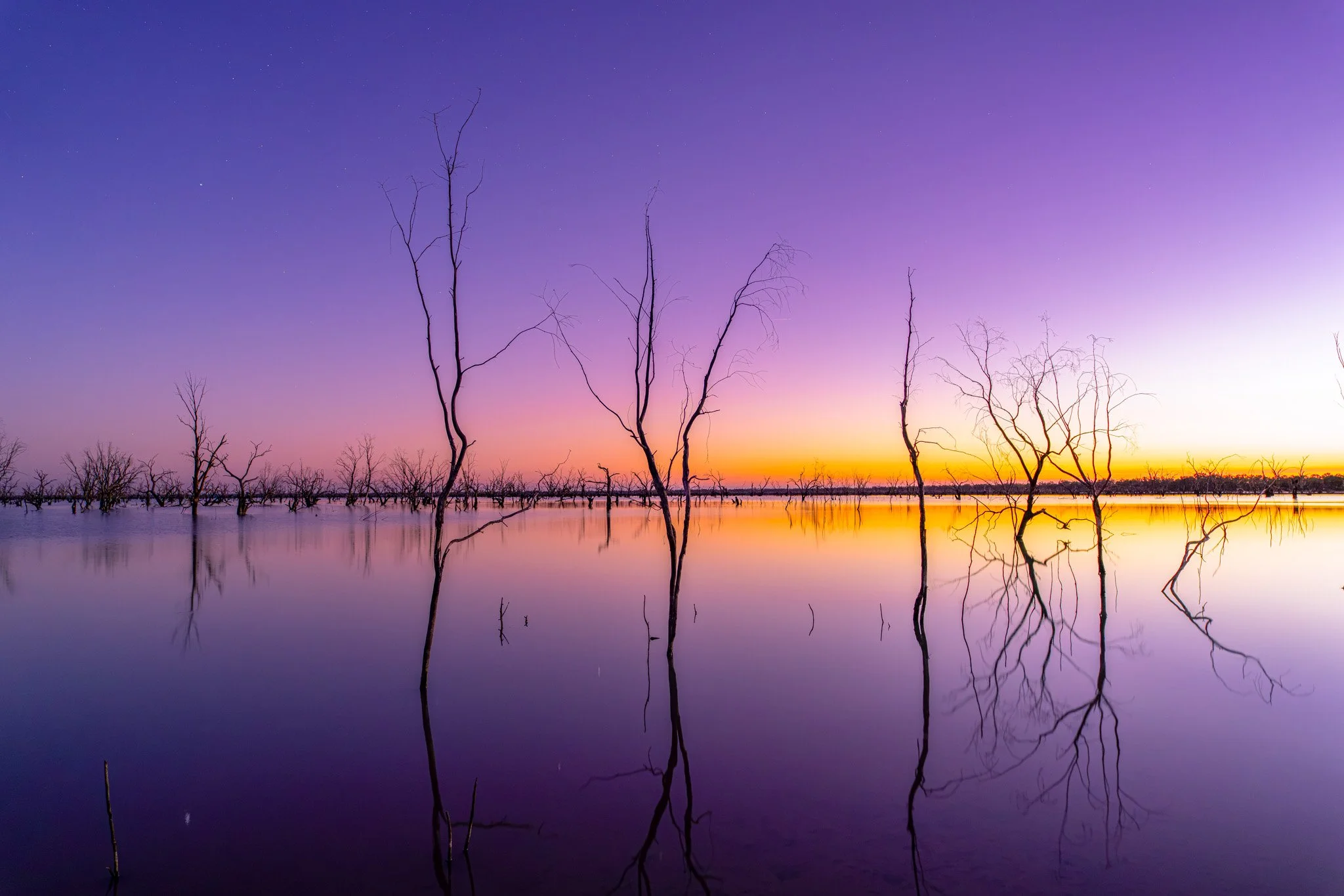 Violet Night.jpg