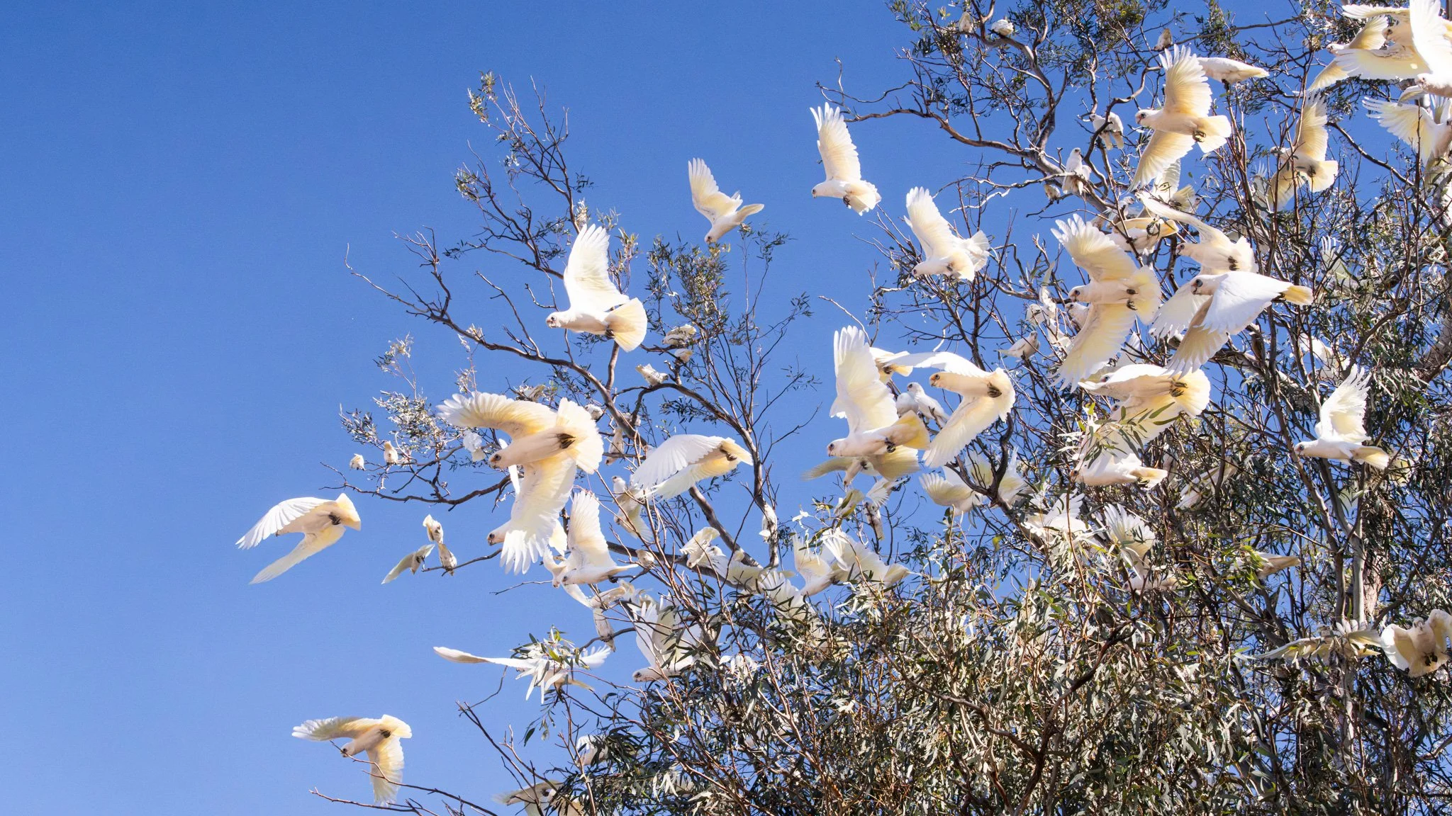 corella flight.jpg