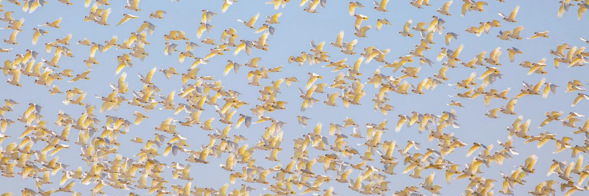 corella 3-1.jpg