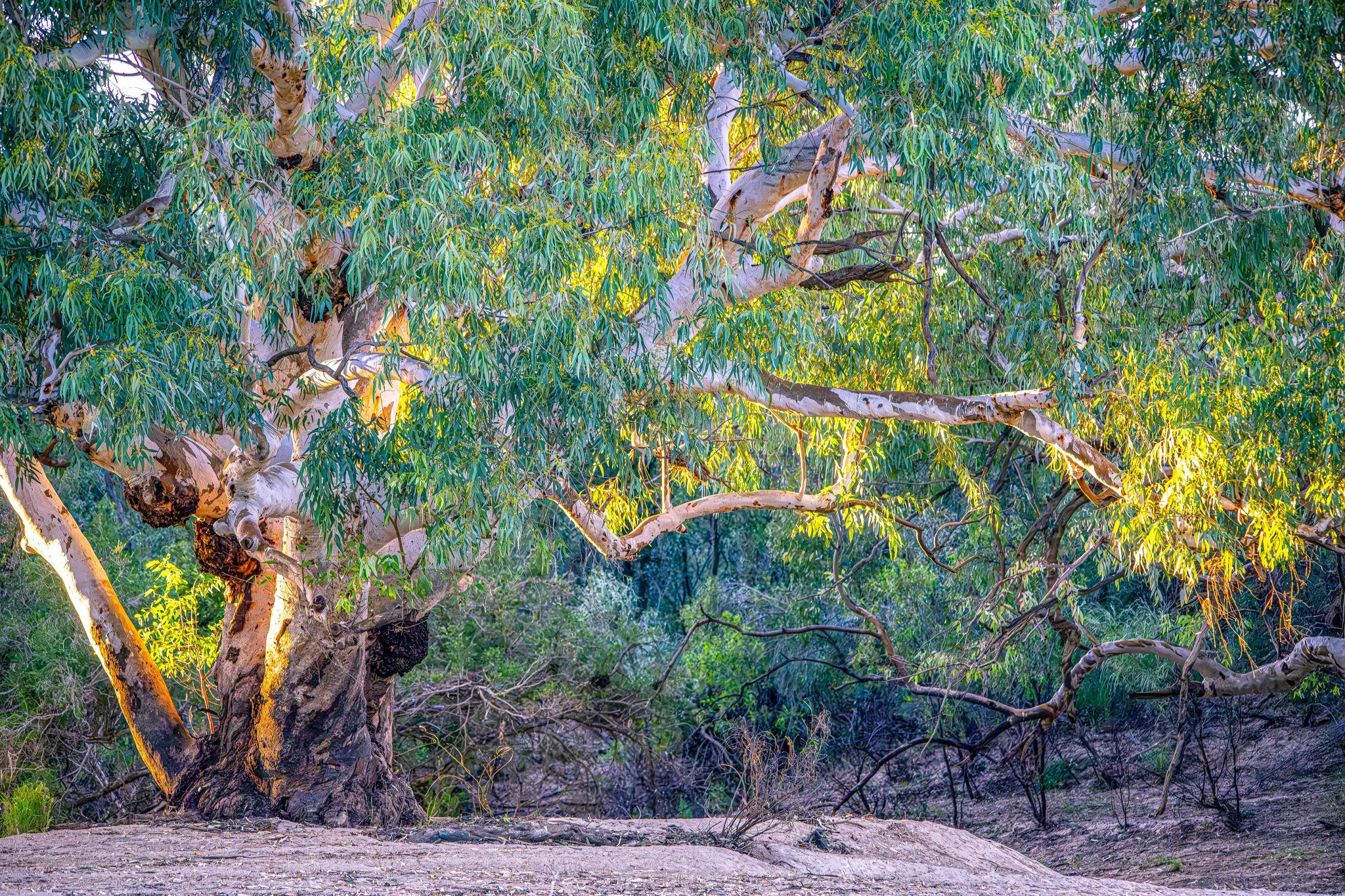 river gum filter.jpg