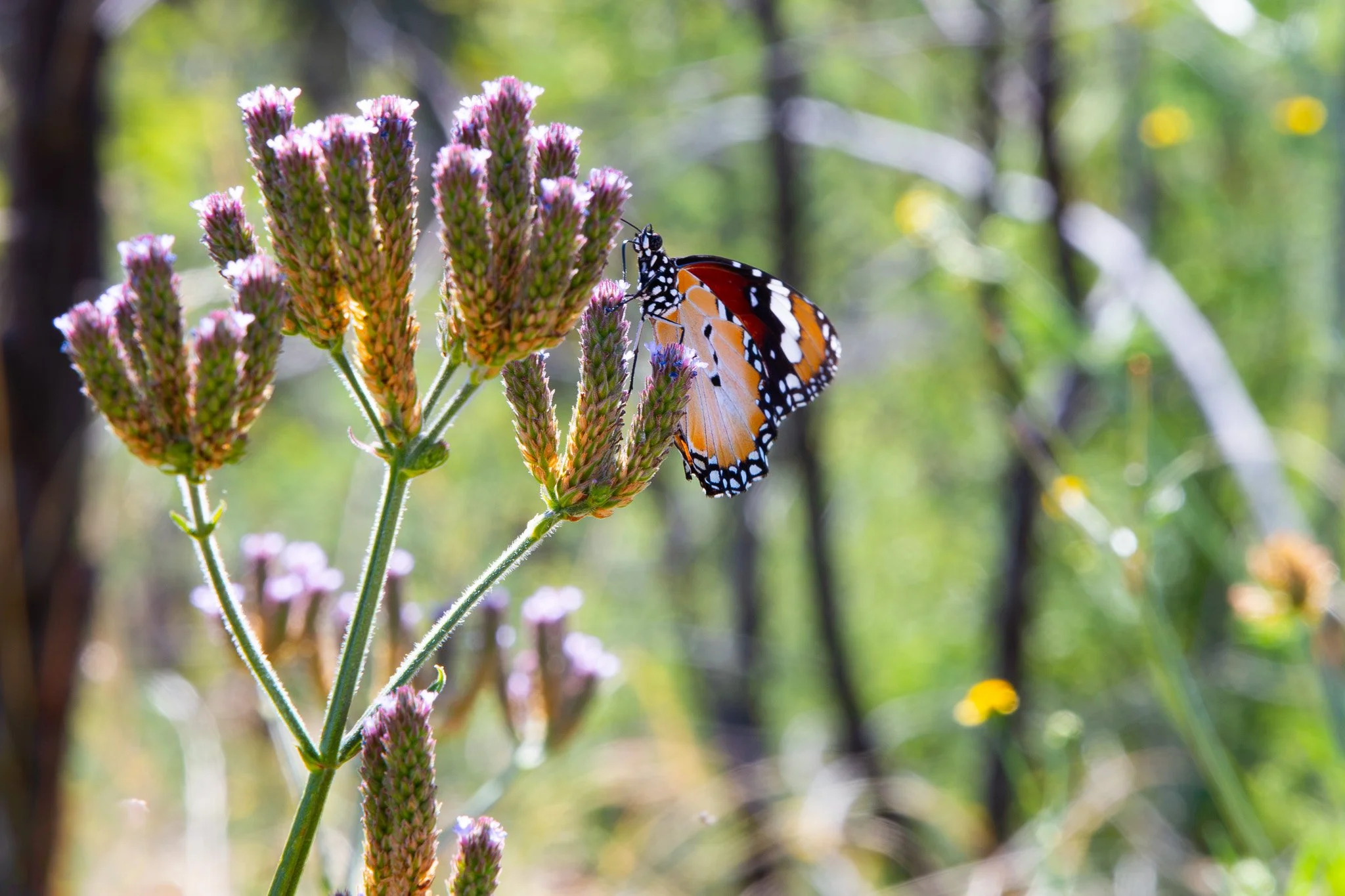 butterfly-2.jpg