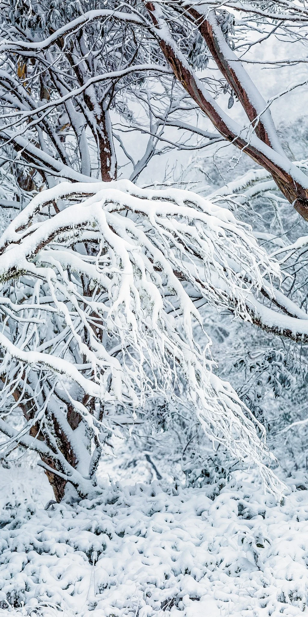 snow tree.jpg