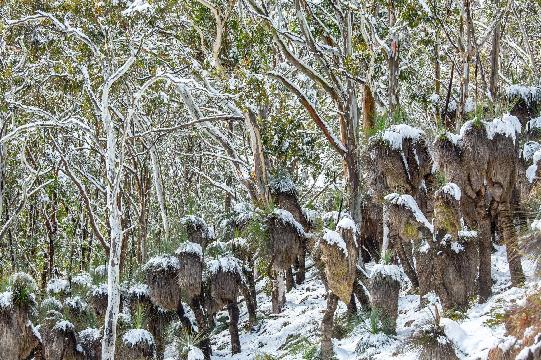 snow capped grass trees.jpg