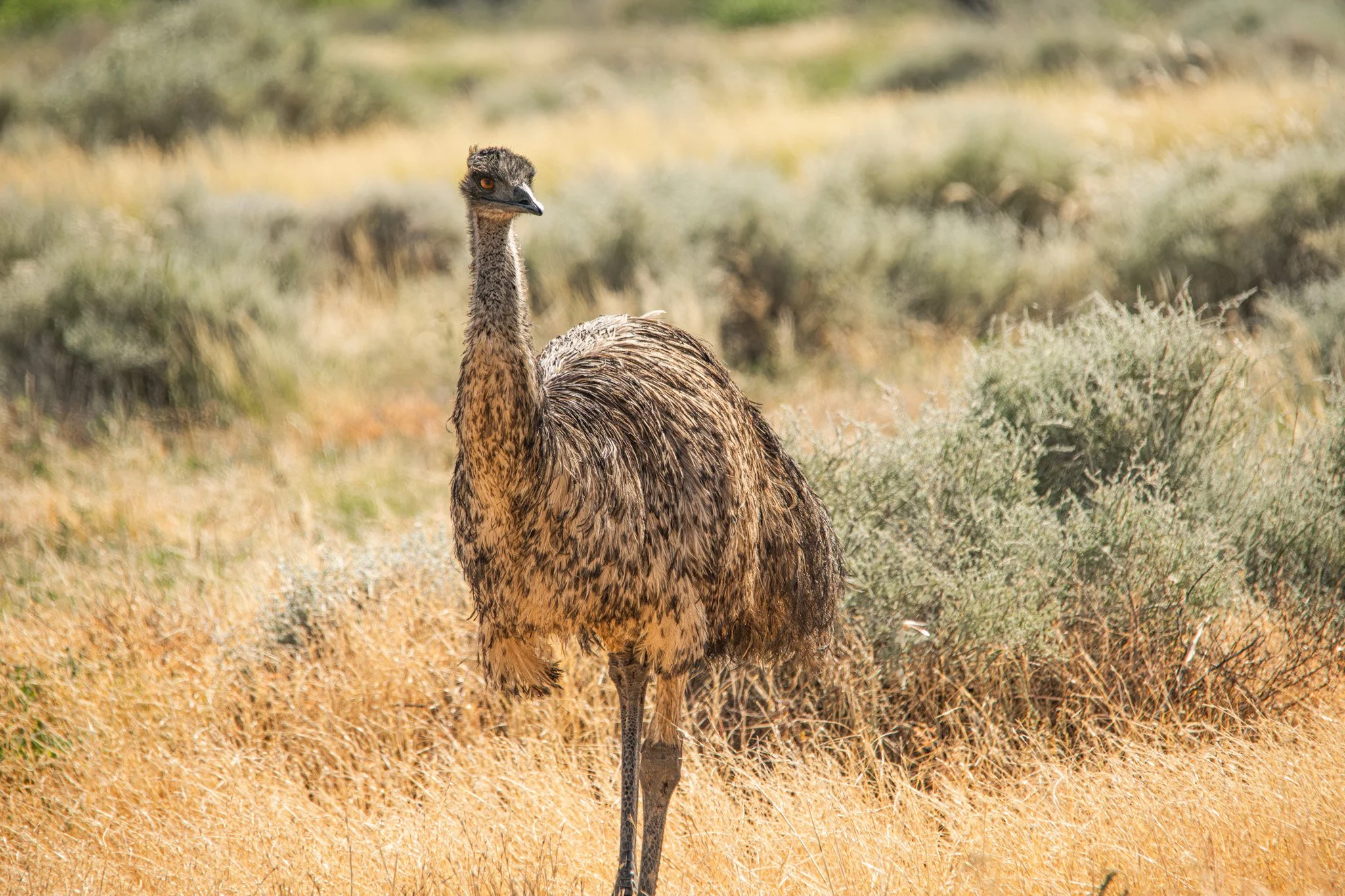 emu 4.jpg