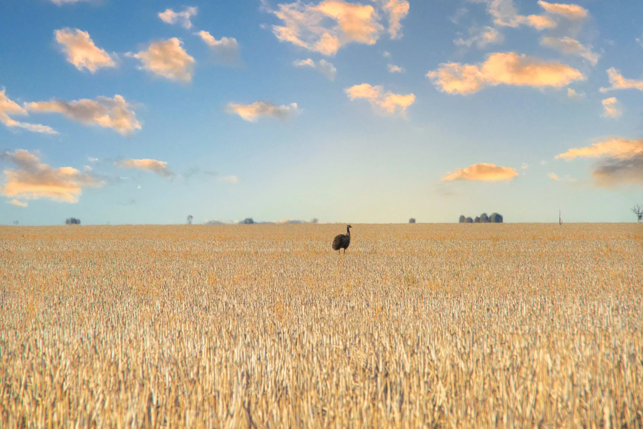 emu in paddock-2.jpg