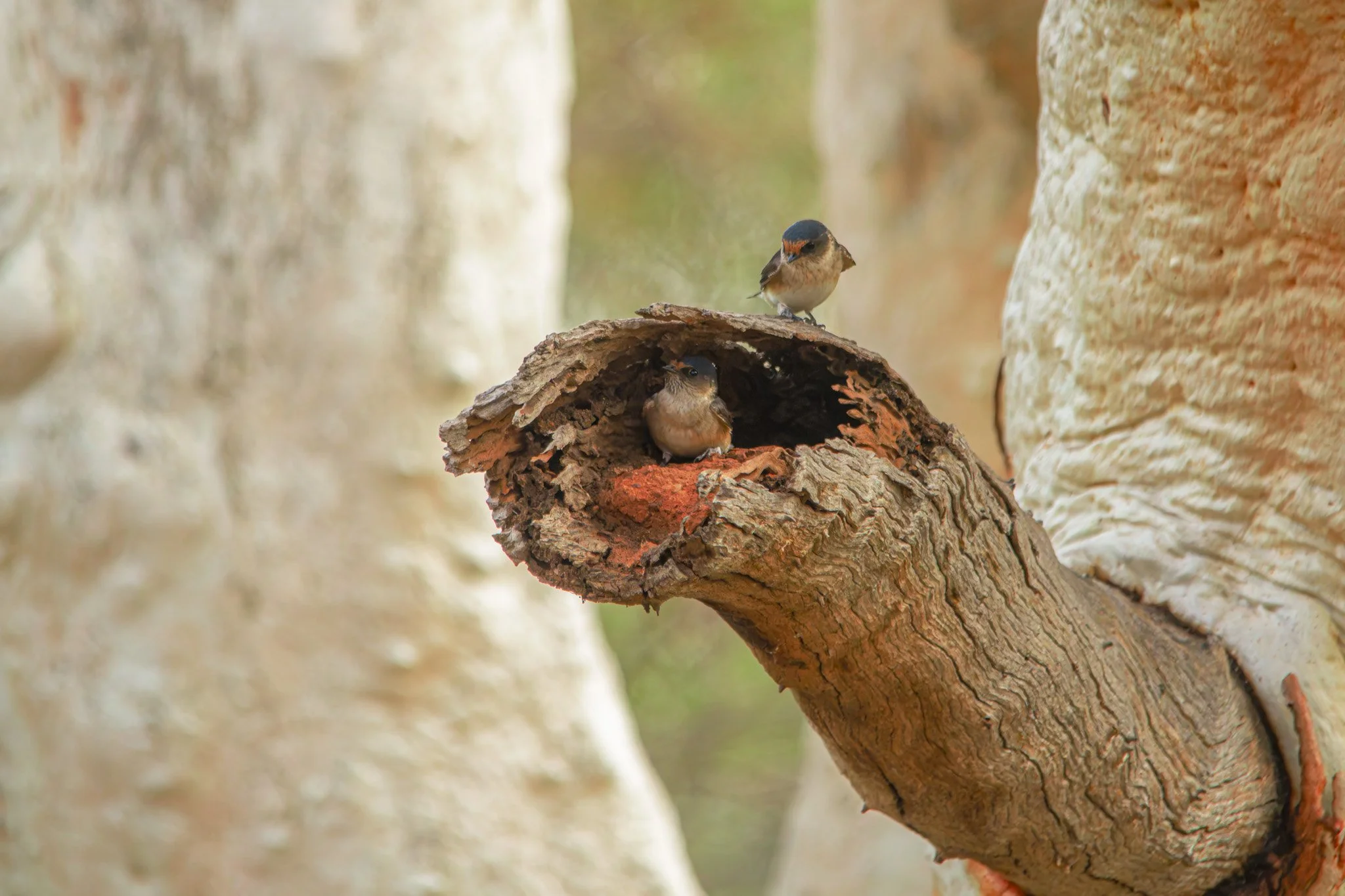 tree martins.jpg