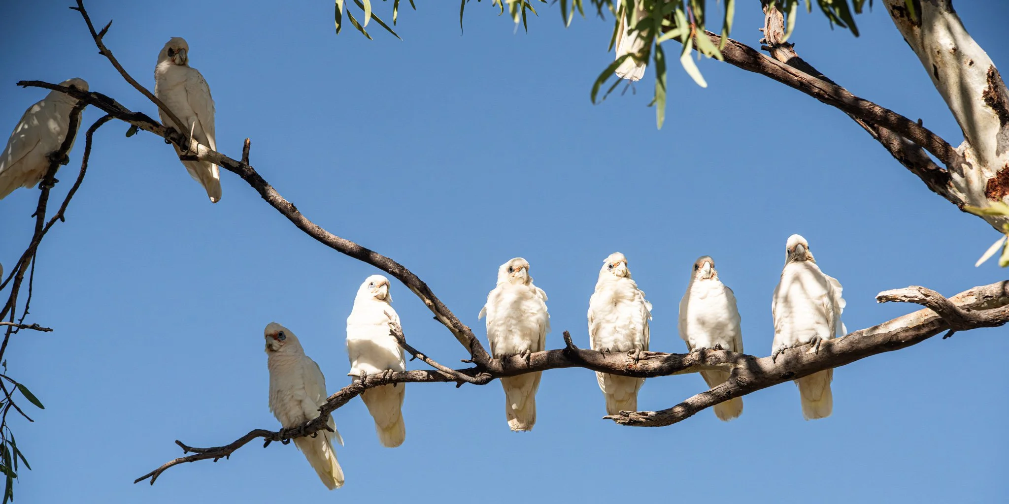 corella flight-2.jpg