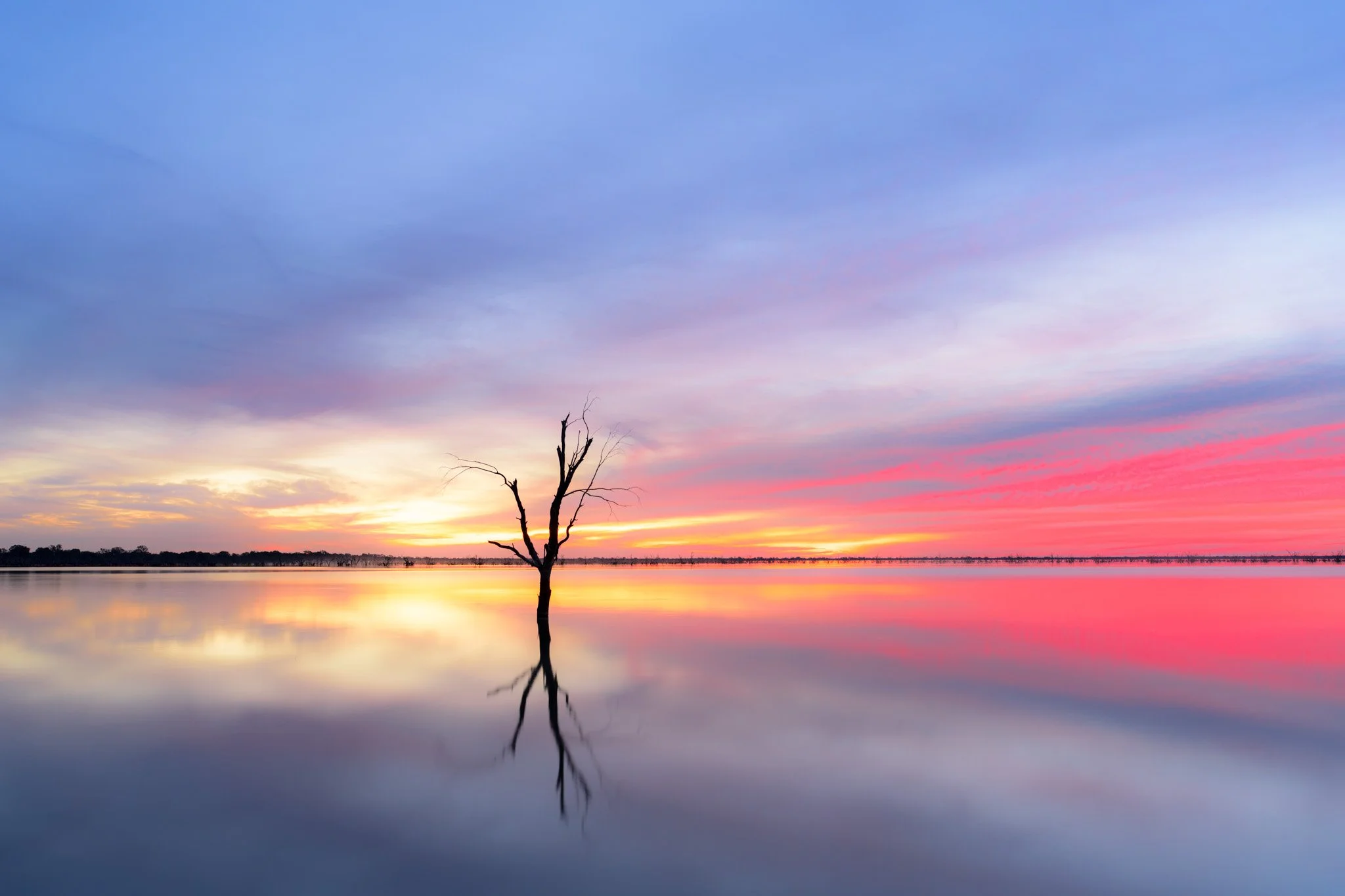 menindee  tree.jpg