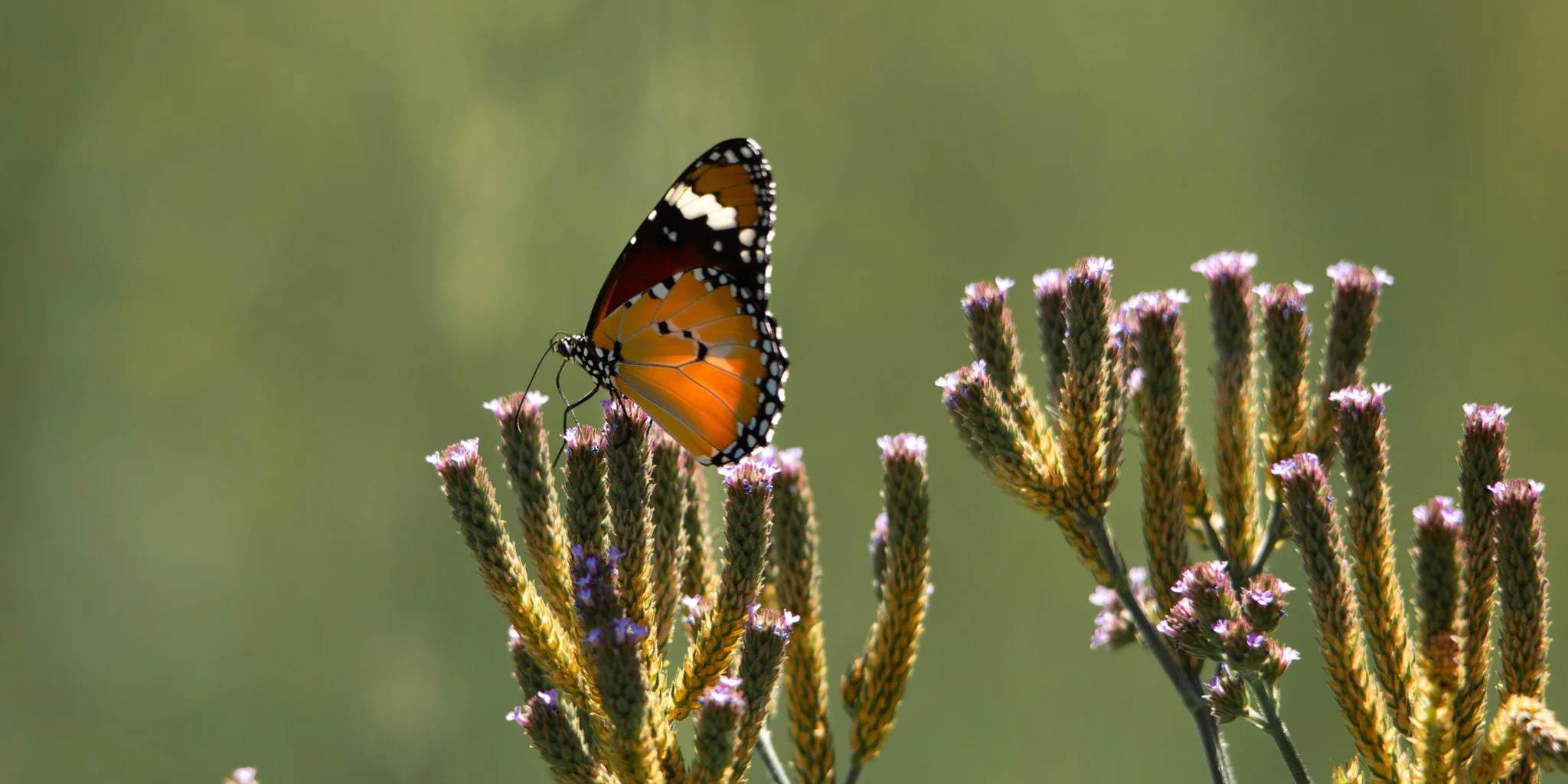 butterfly.jpg