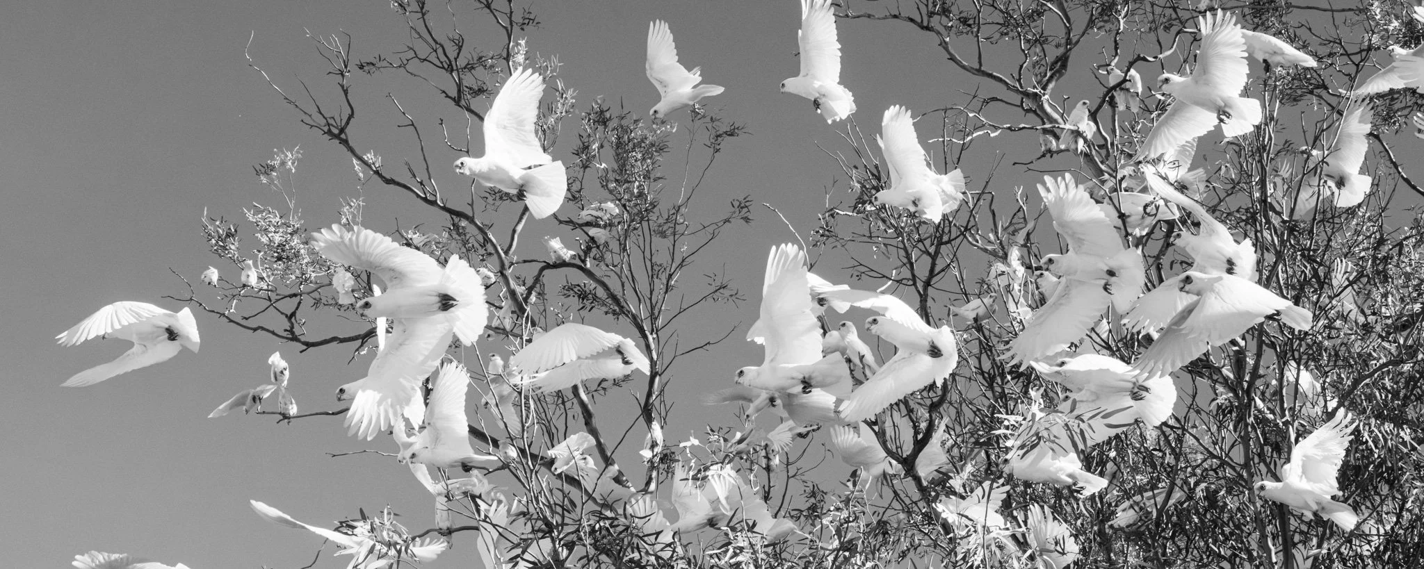 corella flight-4.jpg