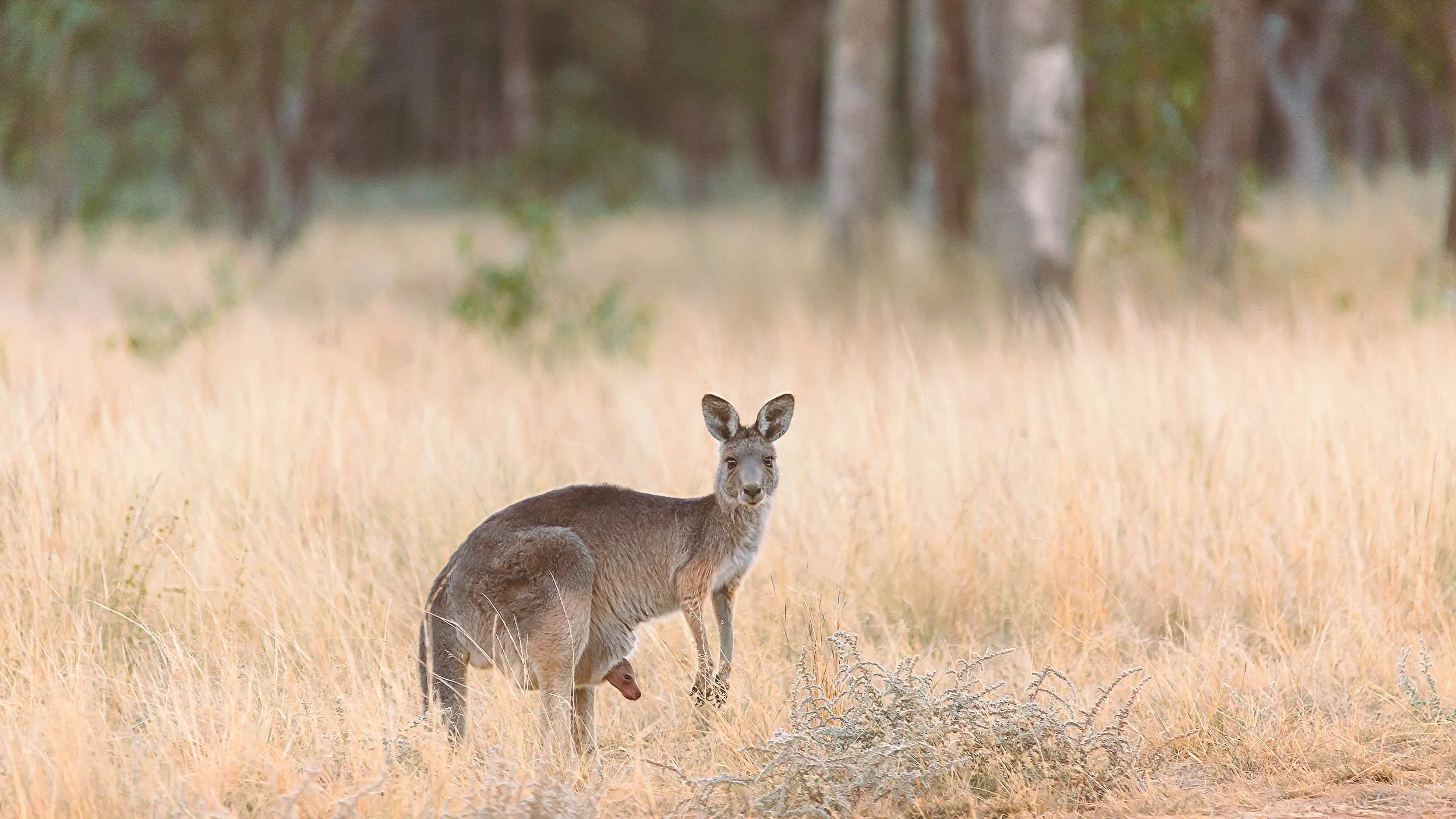 keepit kangaroo-.jpg