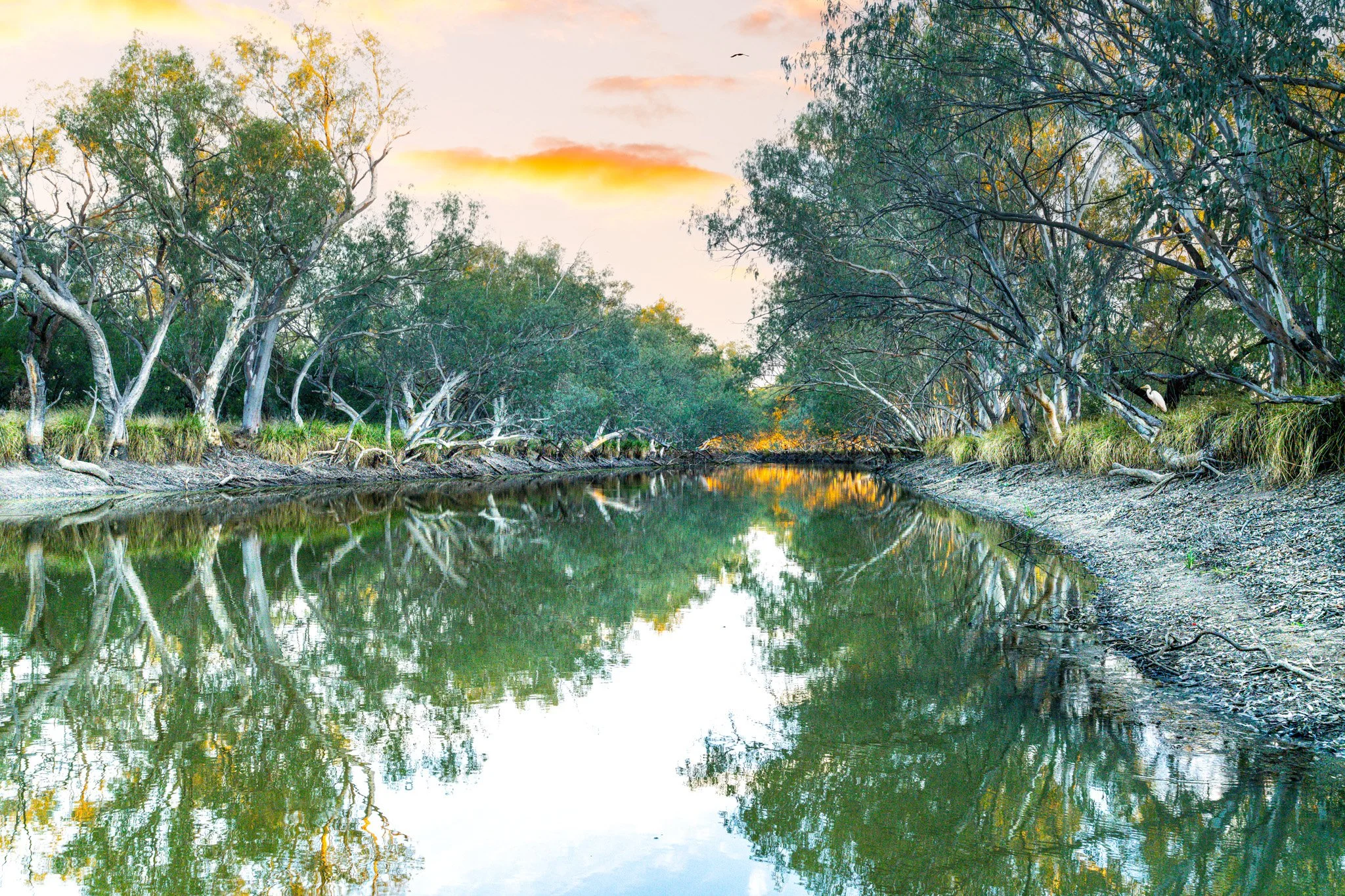 paroo heron.jpg