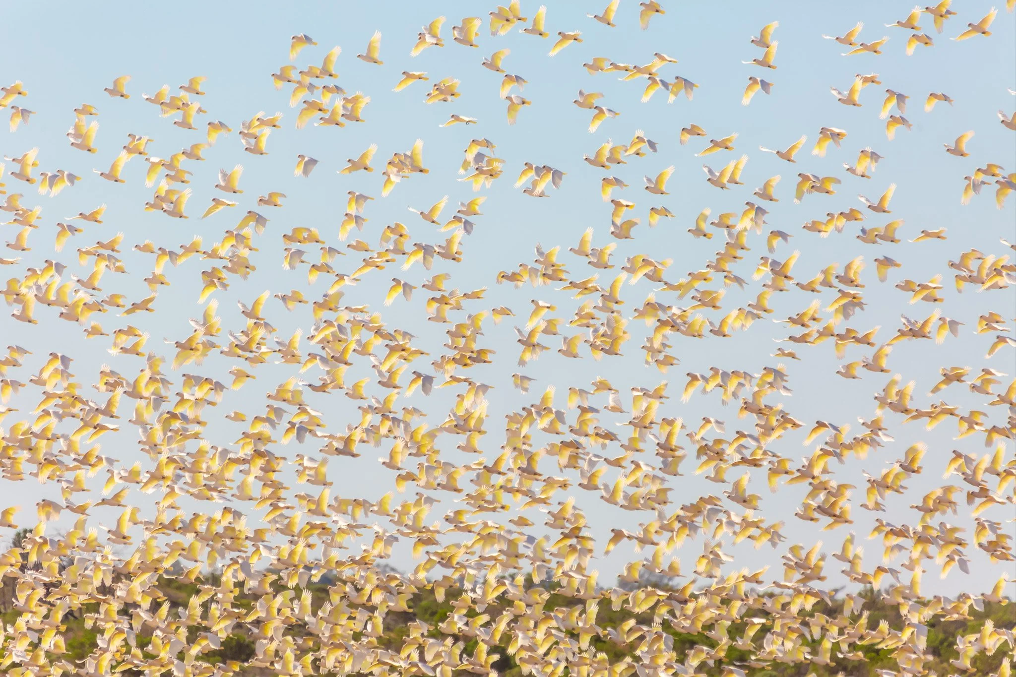 corella filter.jpg