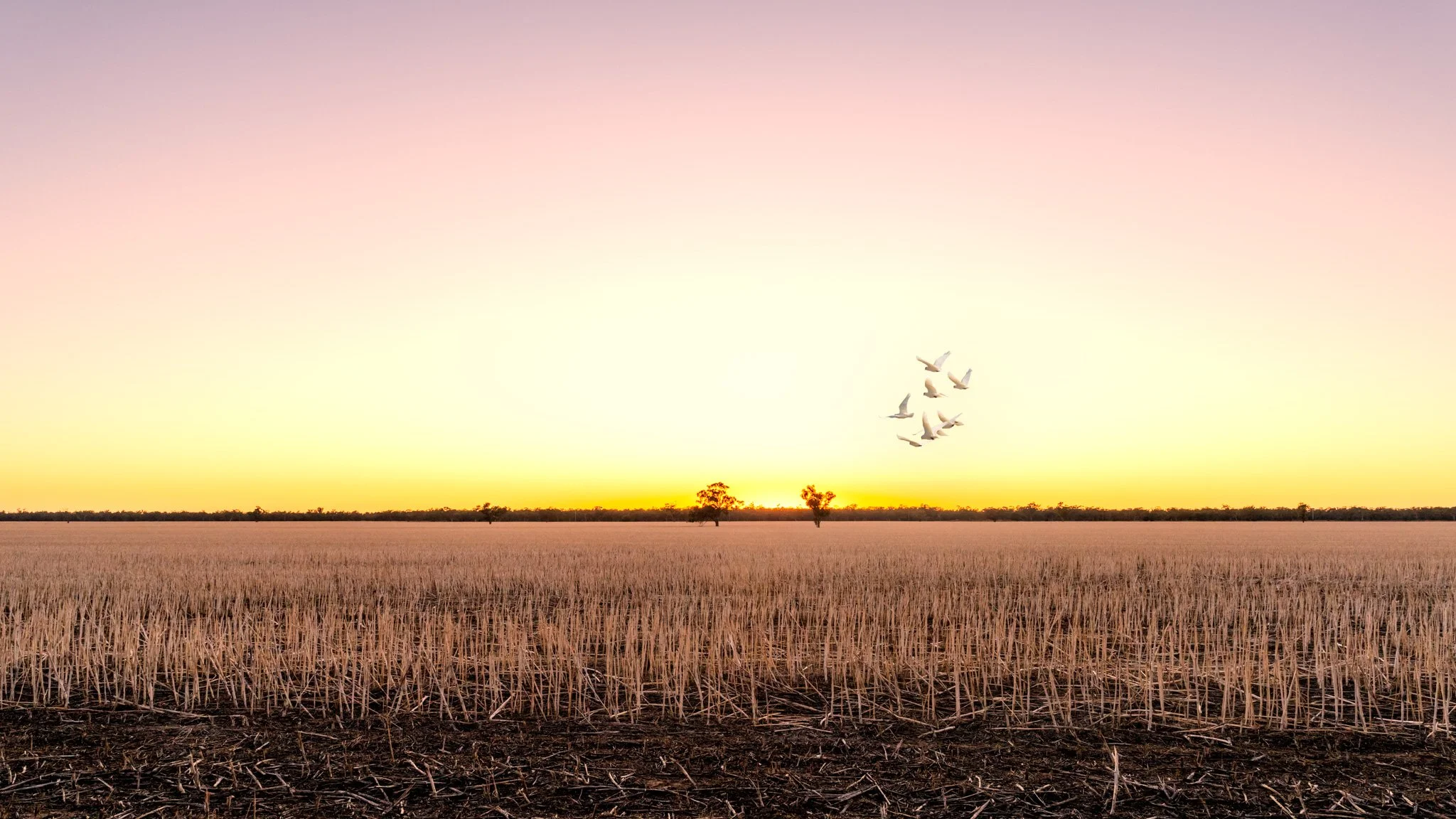 birds in flight.jpg