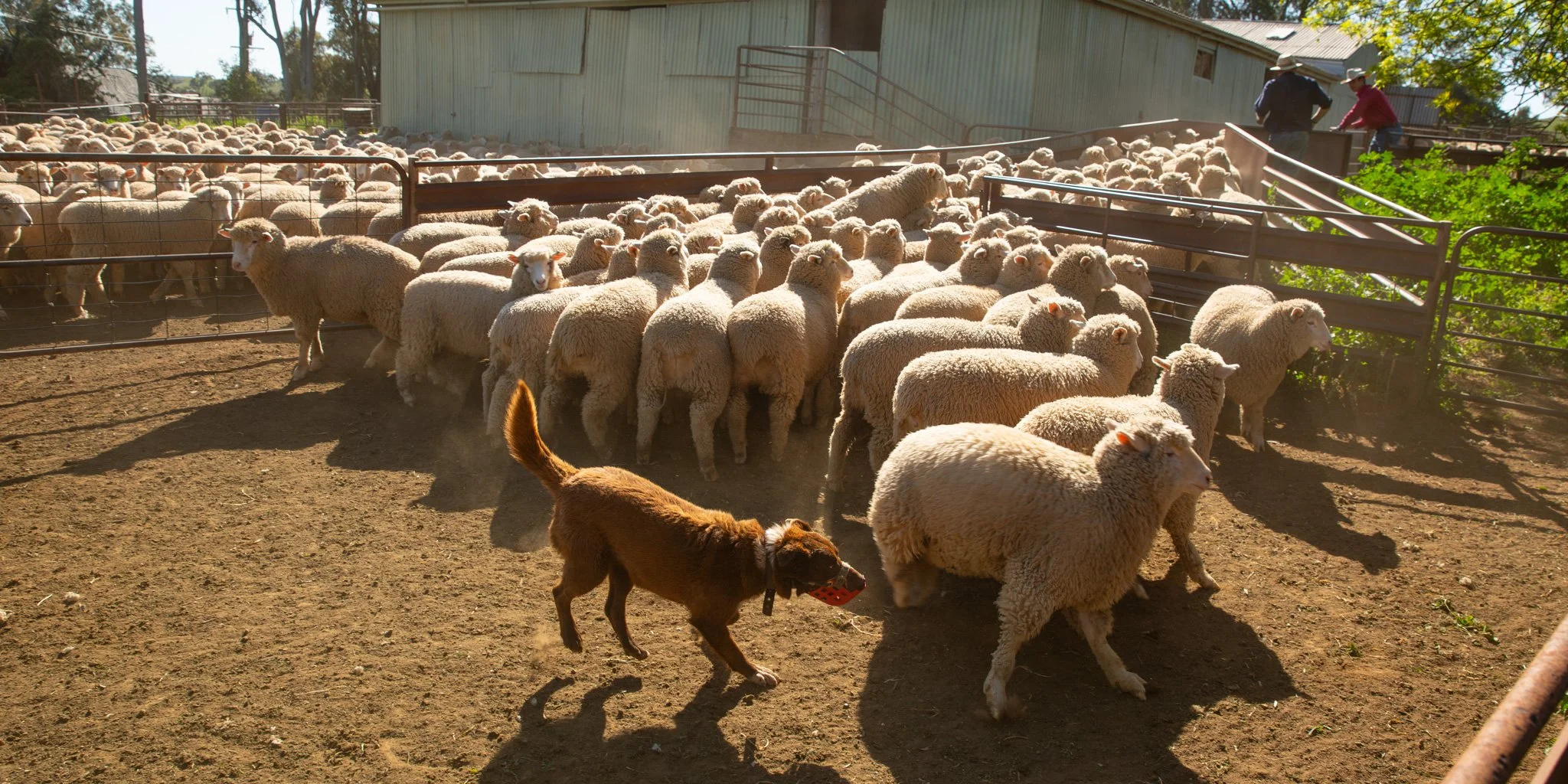 sheep draft.jpg