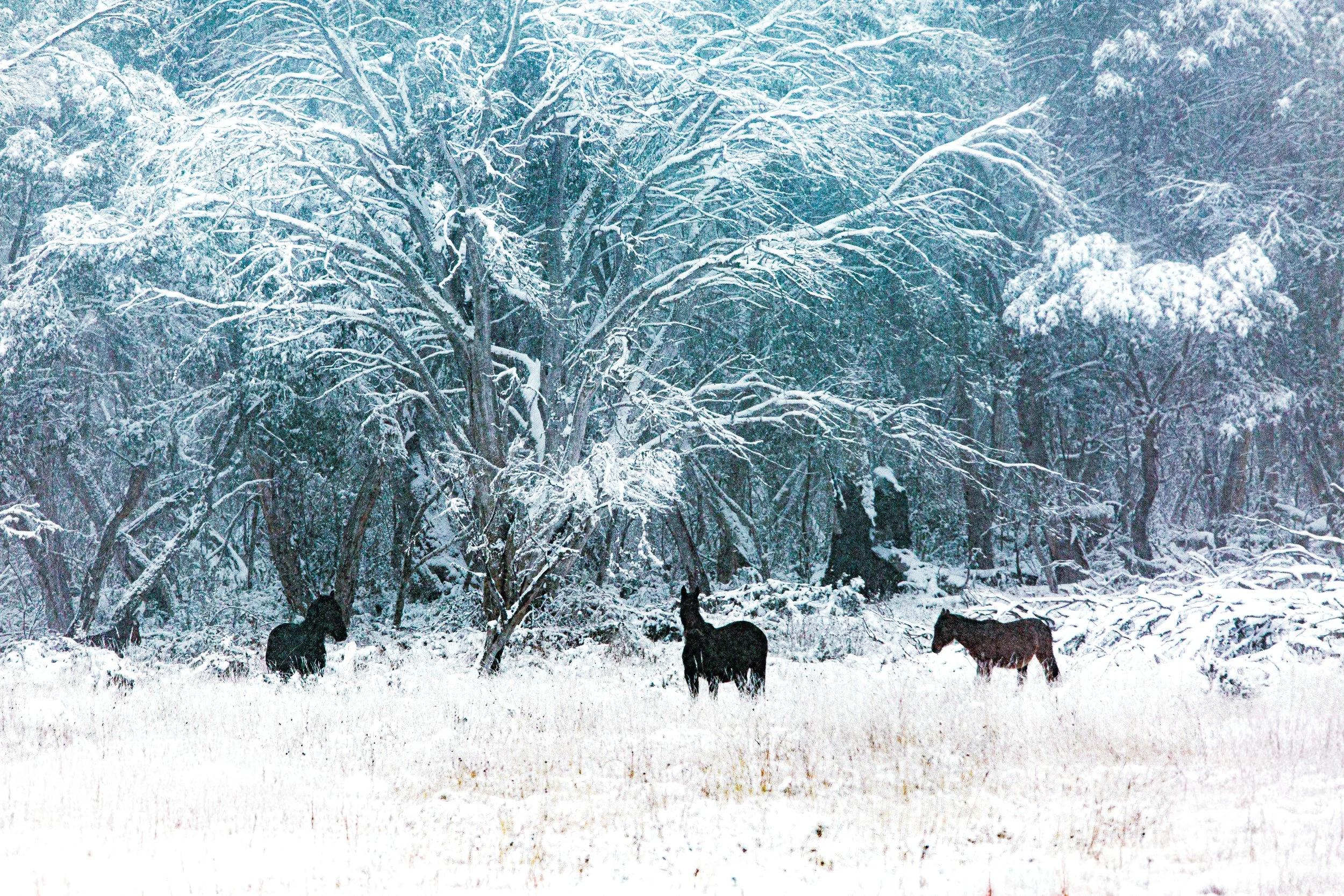 snow brumbies.jpg