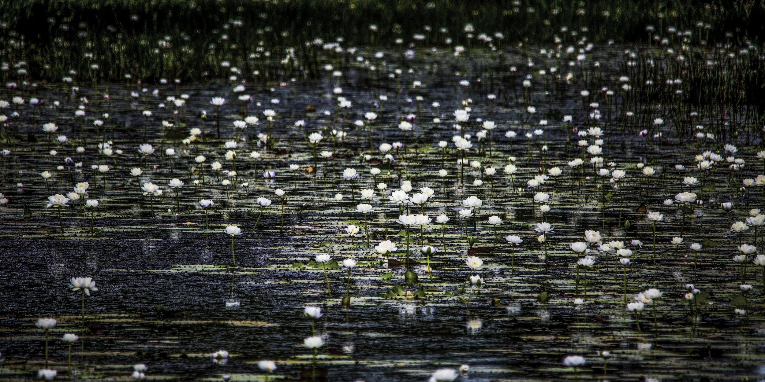 lily pond copy.jpg