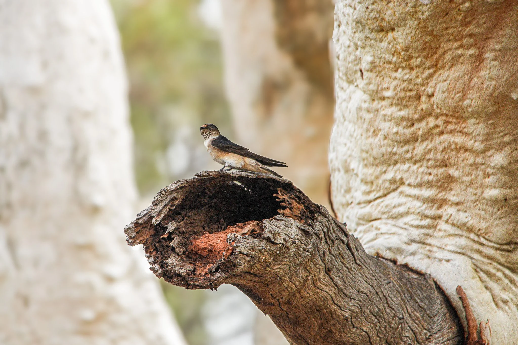 tree martin.jpg