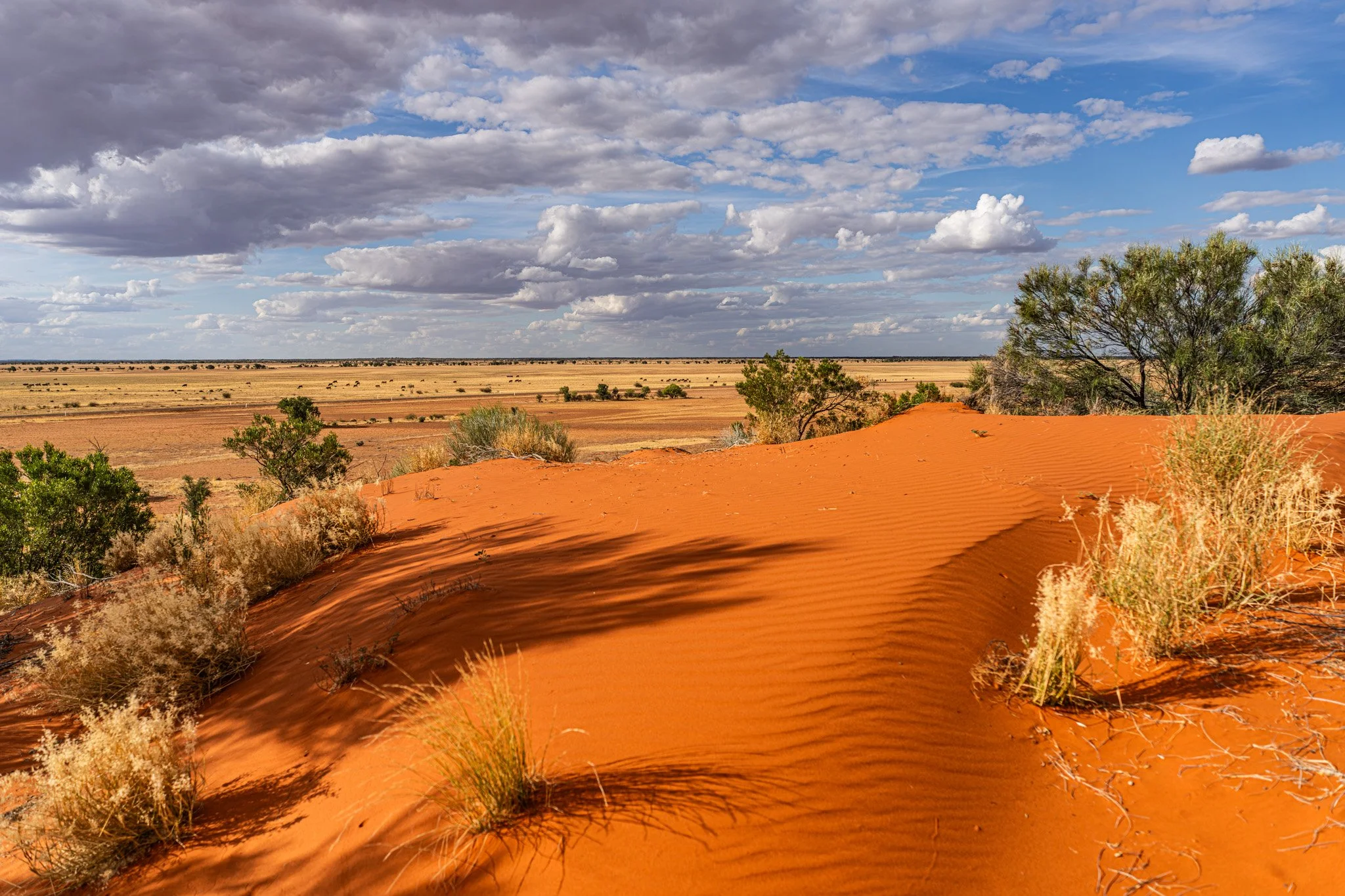 windorah cattle country.jpg