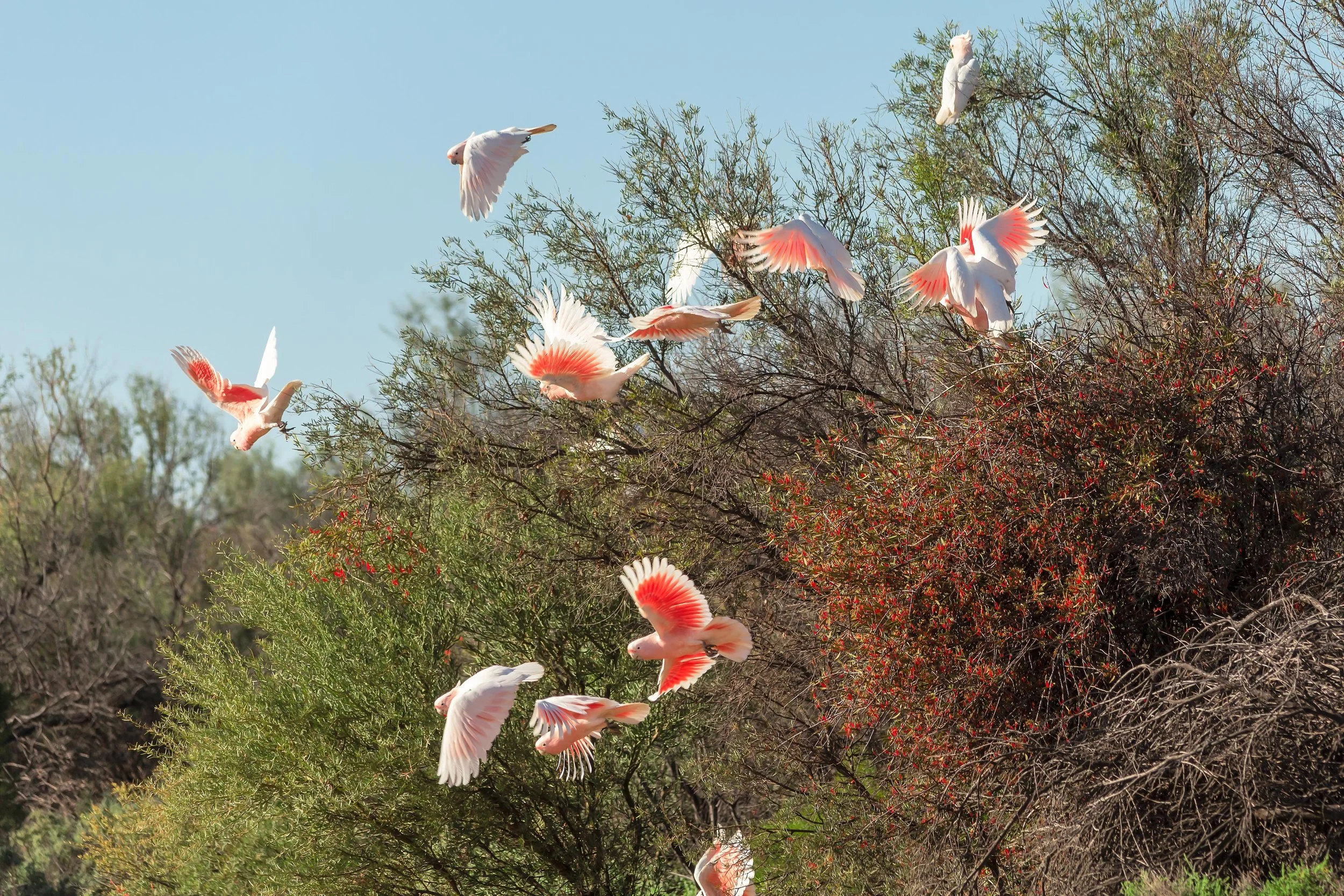 Birdsville 5D 3-124-Edit.jpg