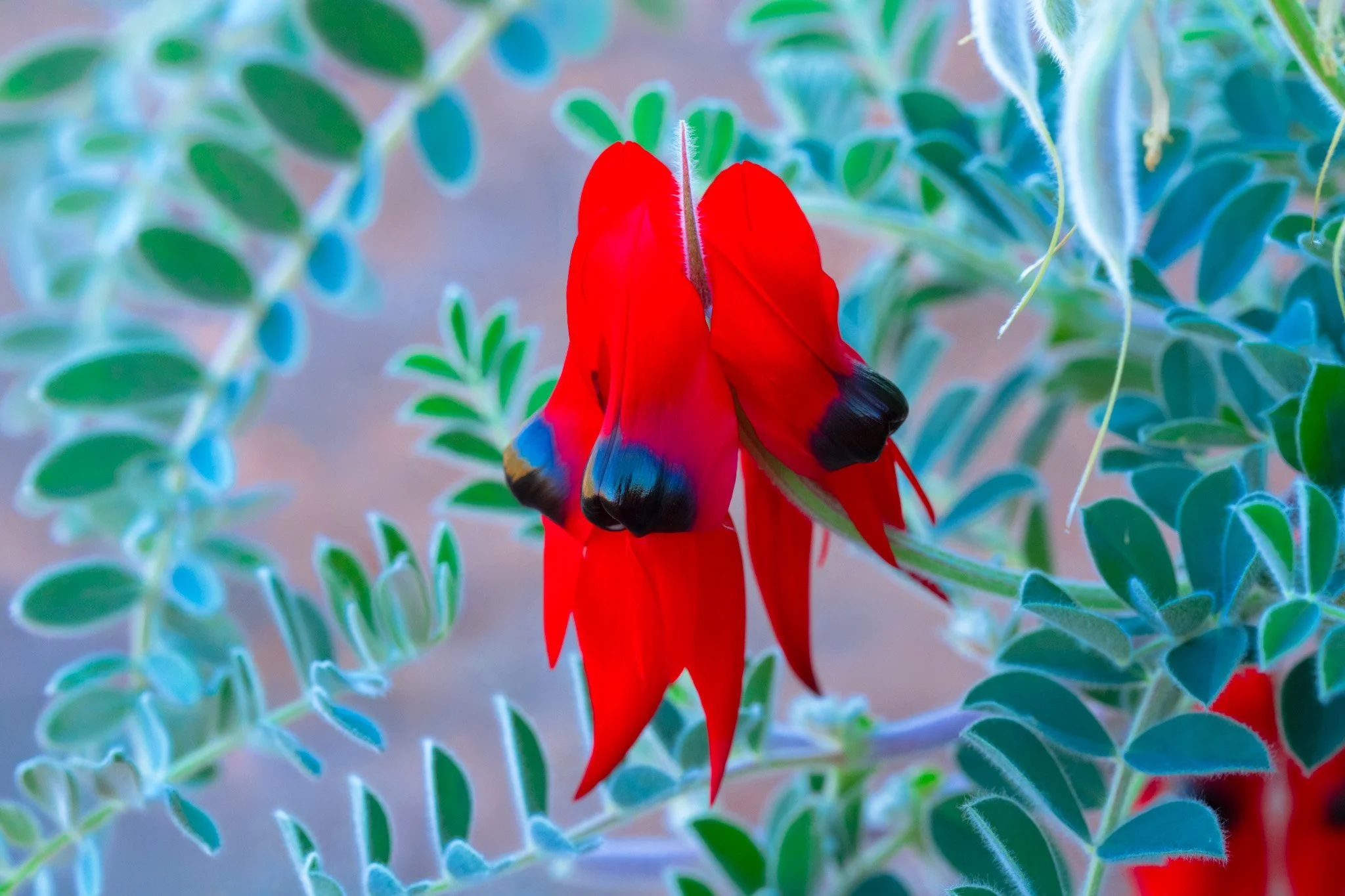 desert pea-3.jpg