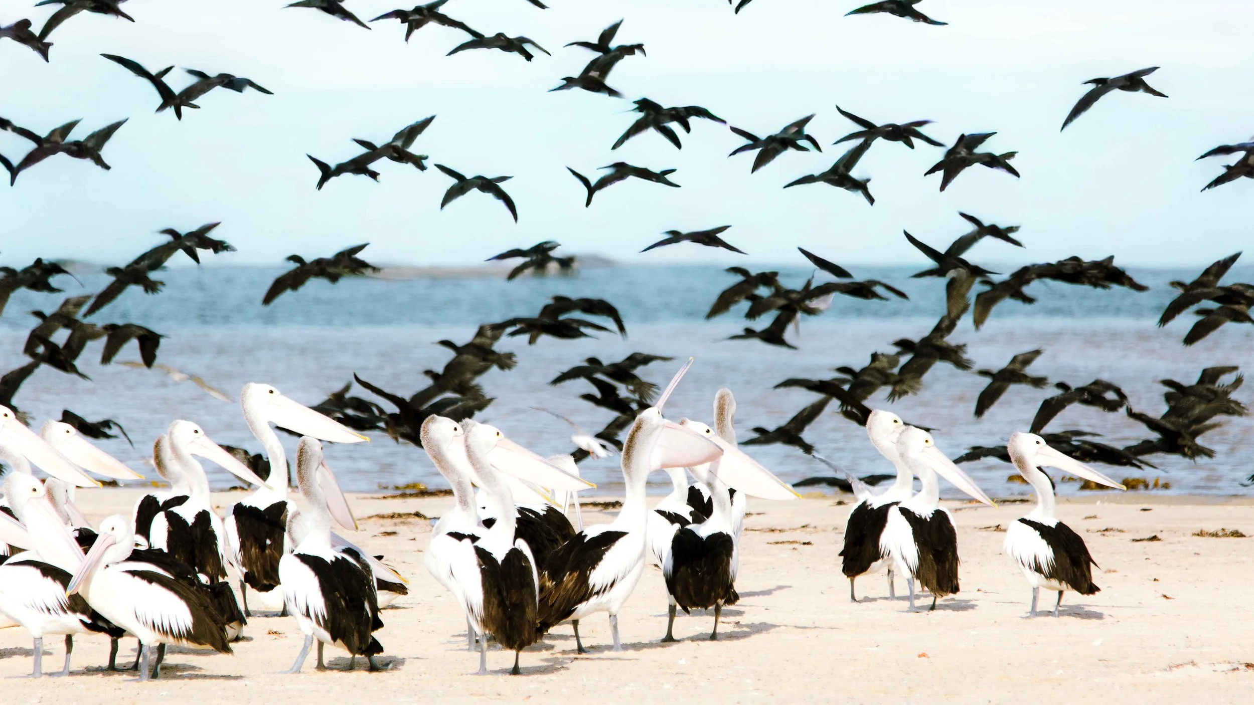 sea birds.jpg