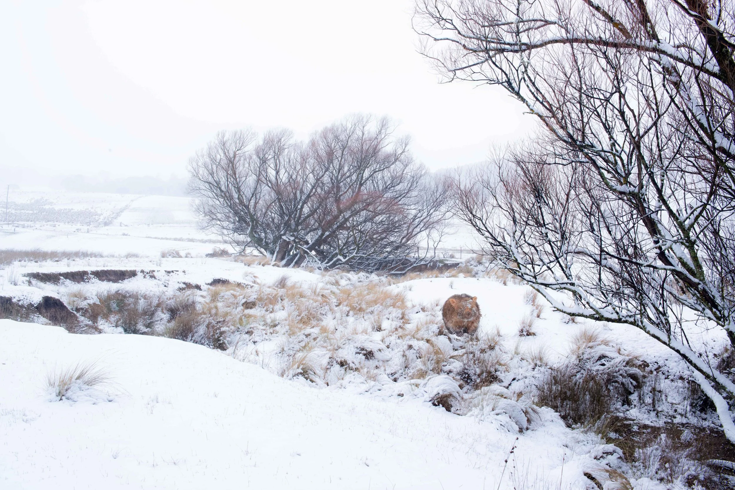Snow Wombat 2.jpg