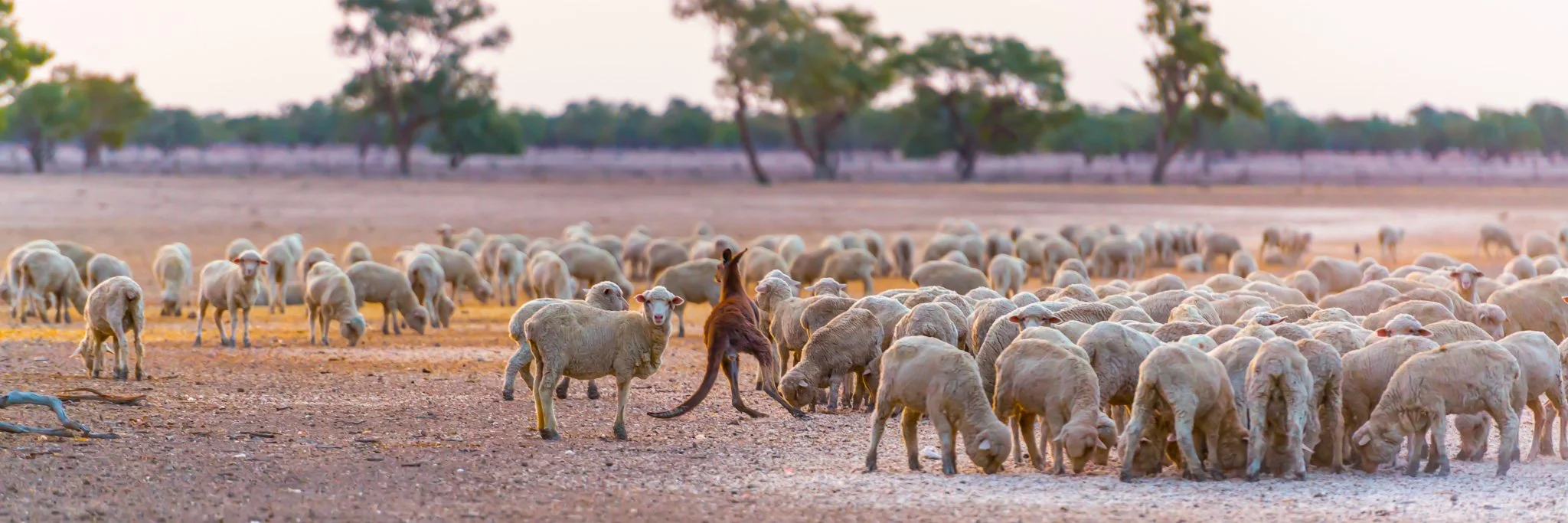 roo.jpg