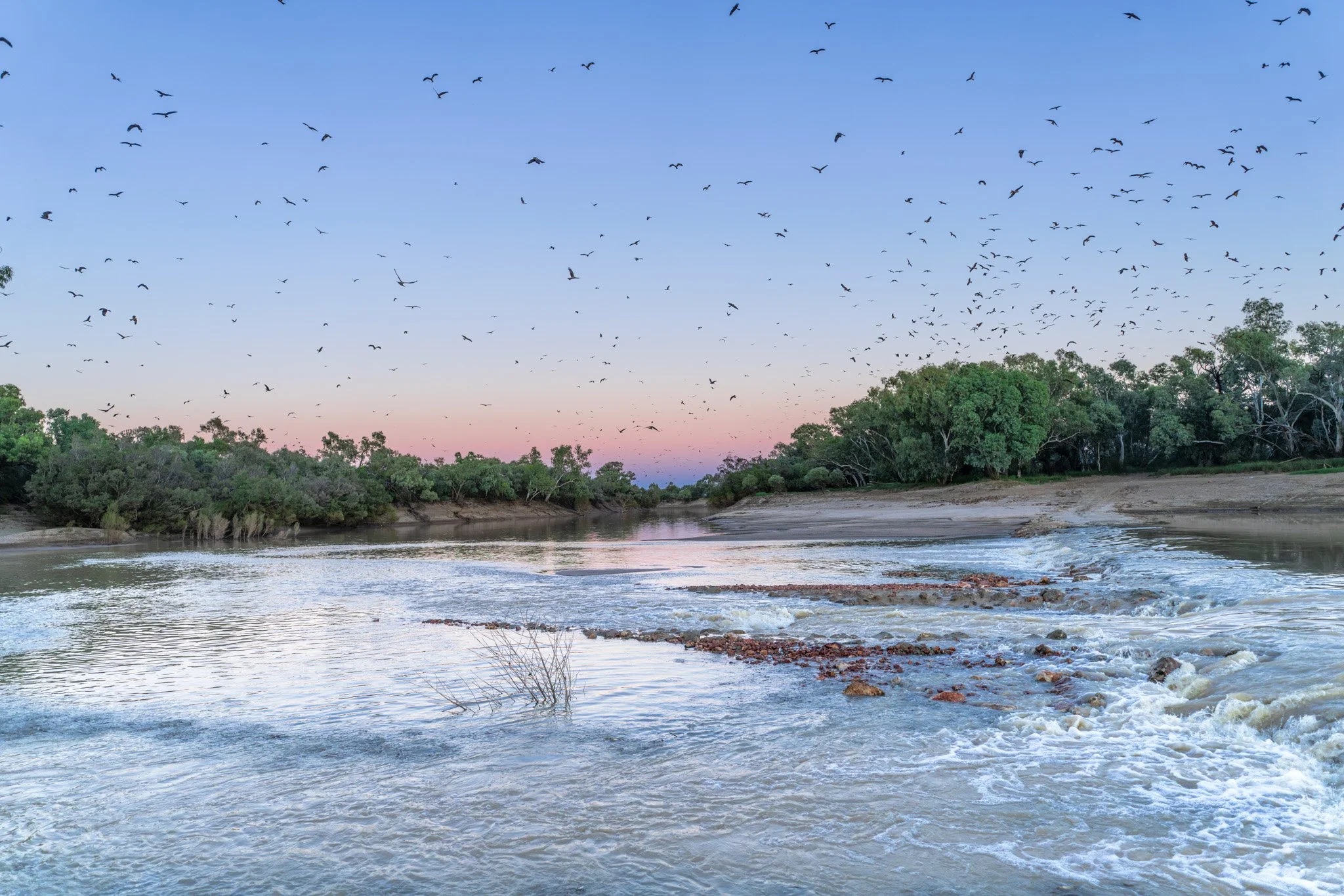 Coopers River Eagles.jpg