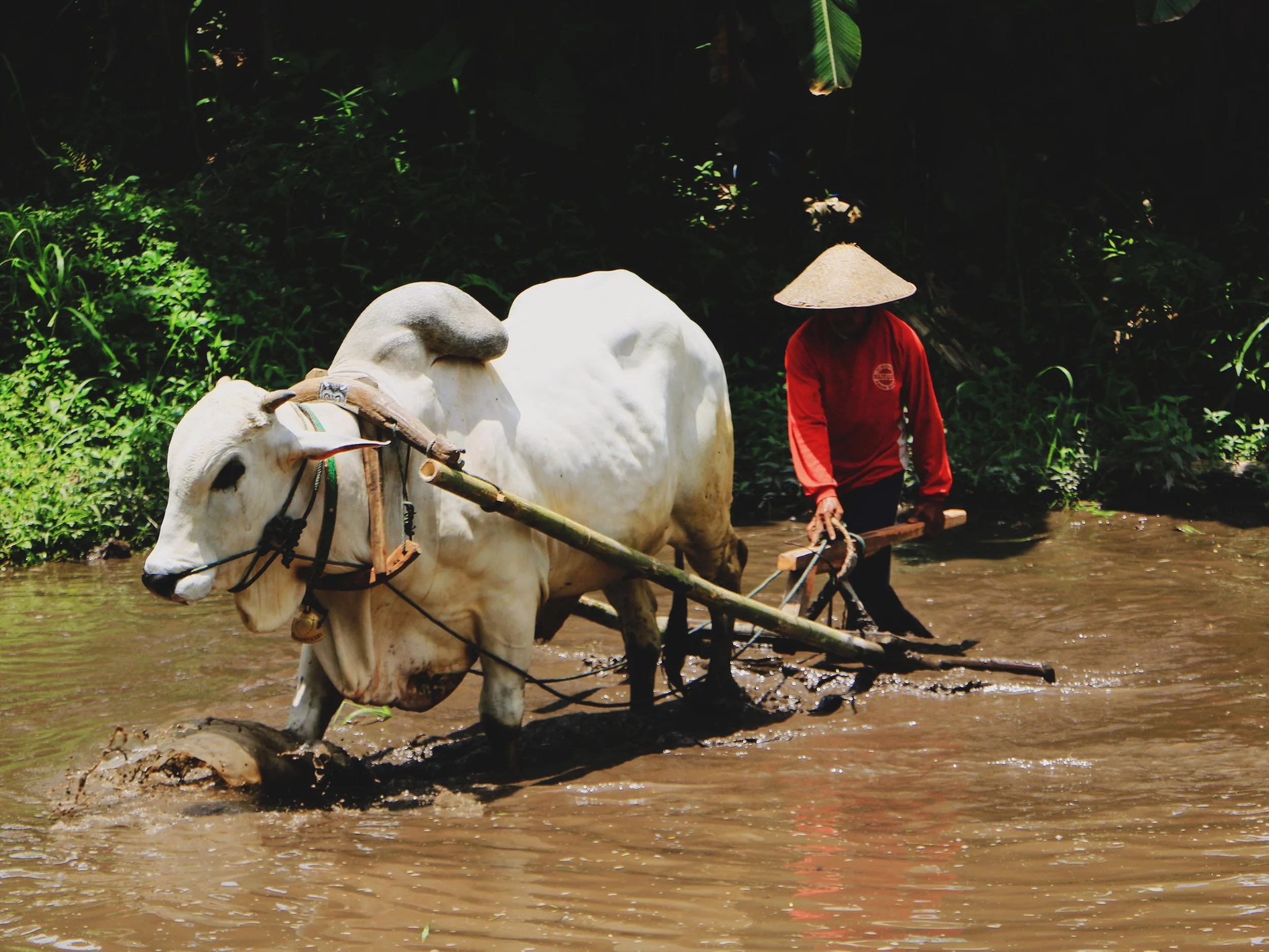 Day 4: Penting Sari, Sleman, Yogyakarta