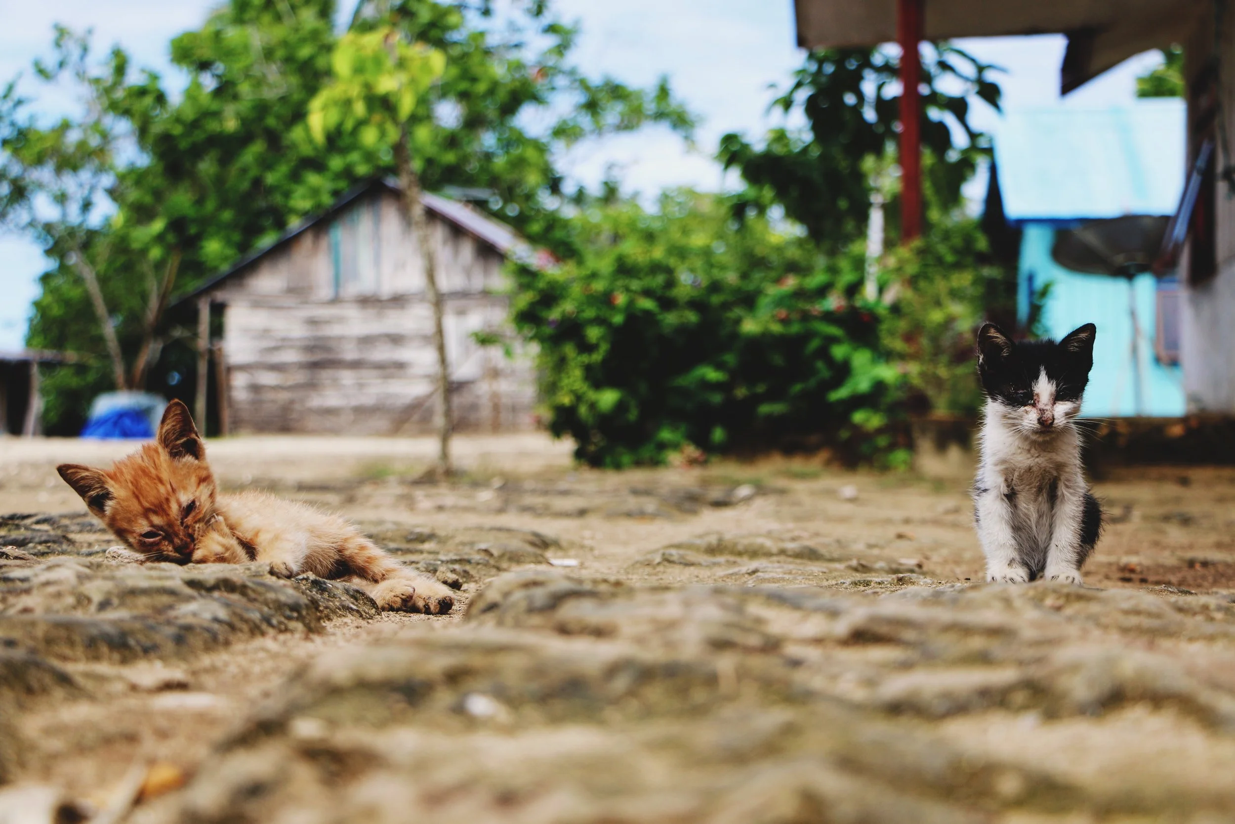 Day 9: Raja Ampat Islands