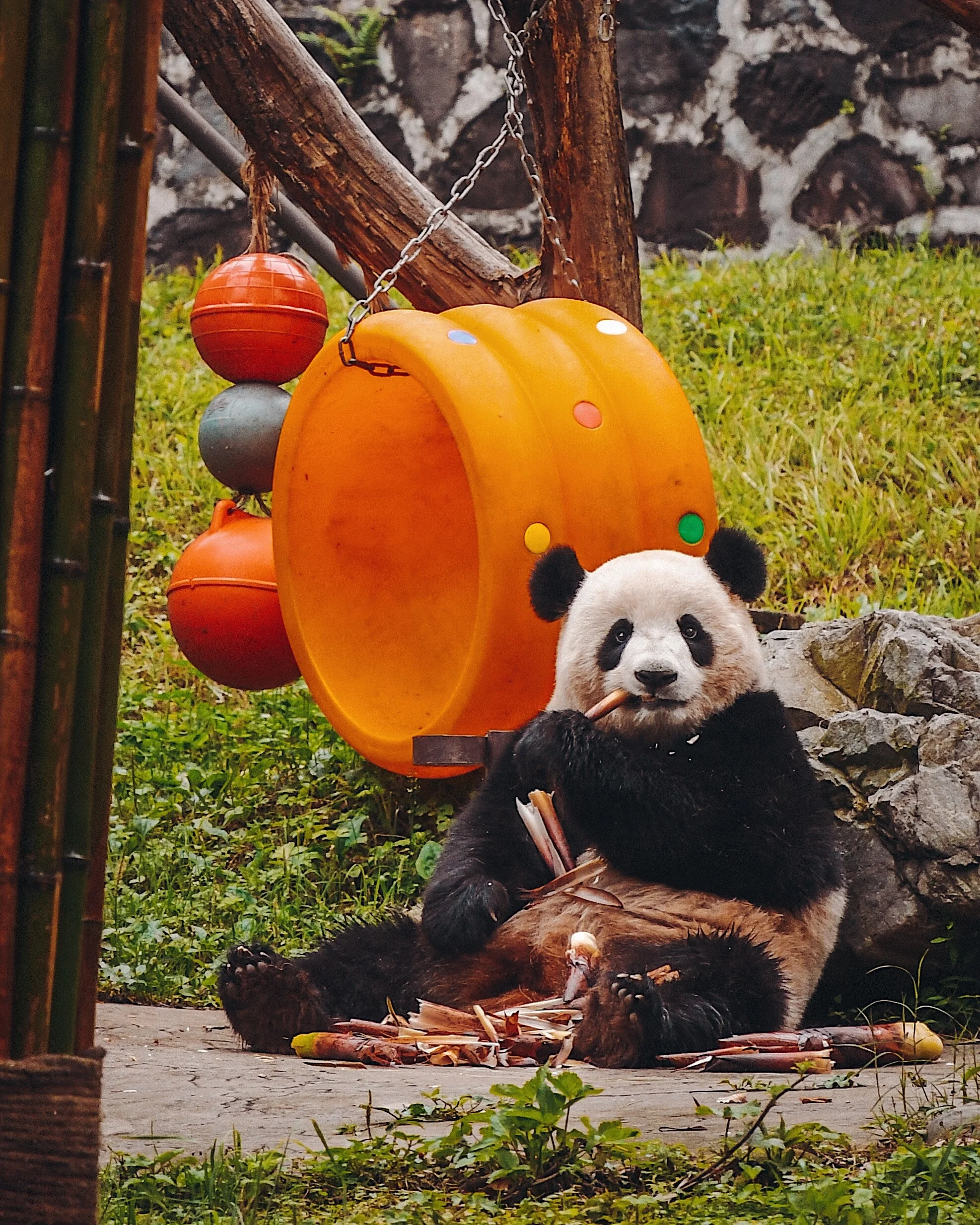 Panda Center - Chengdu