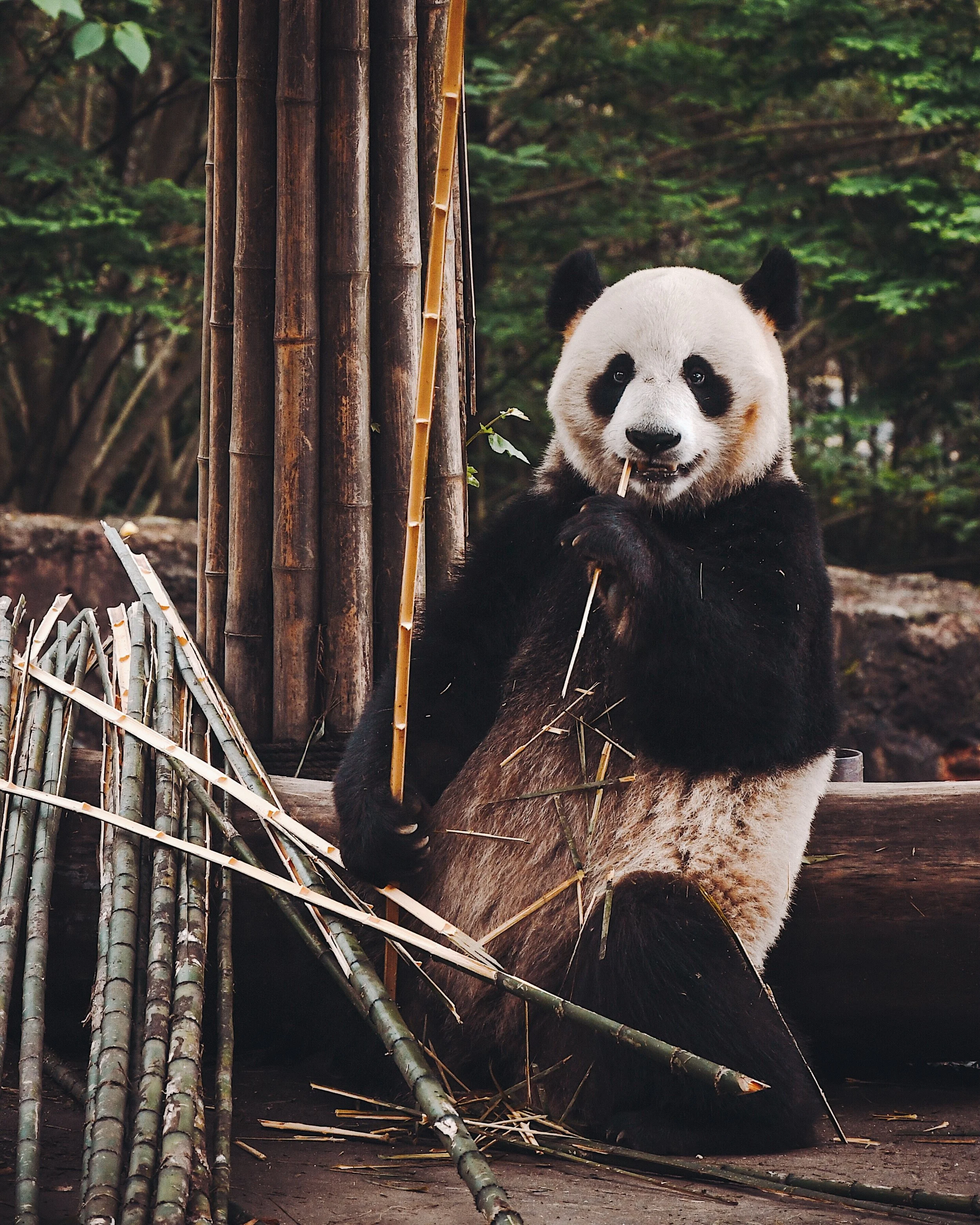 Panda Center - Chengdu