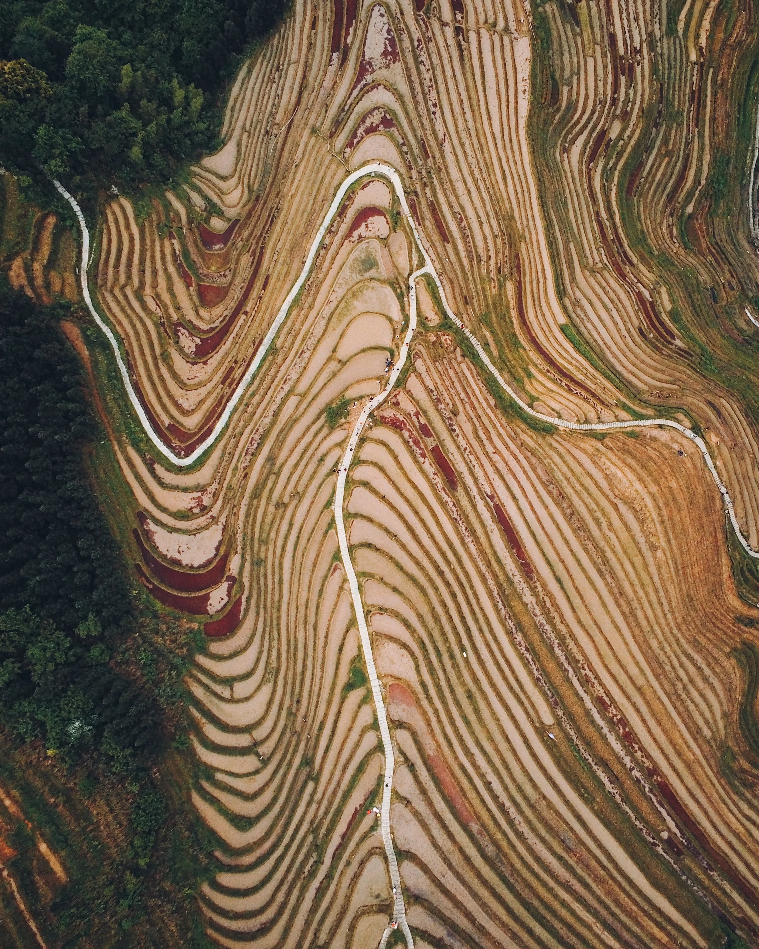 Longsheng Rice Terrace