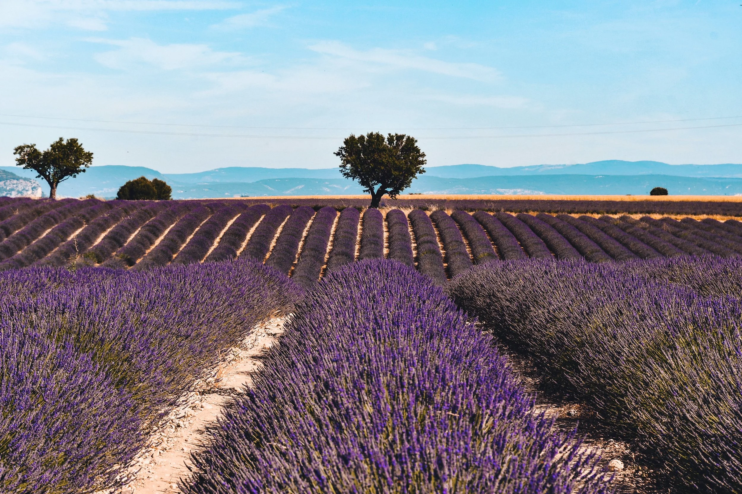 Valensole - France